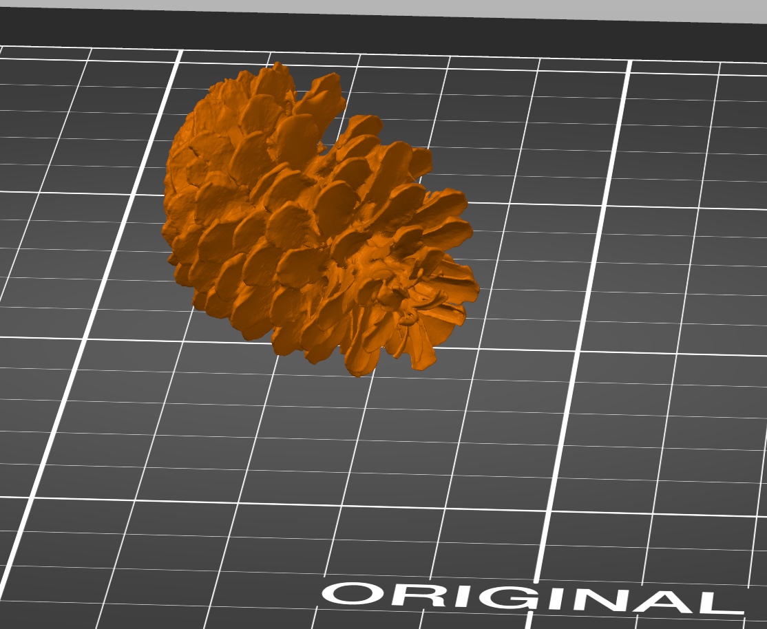 Large pine cone