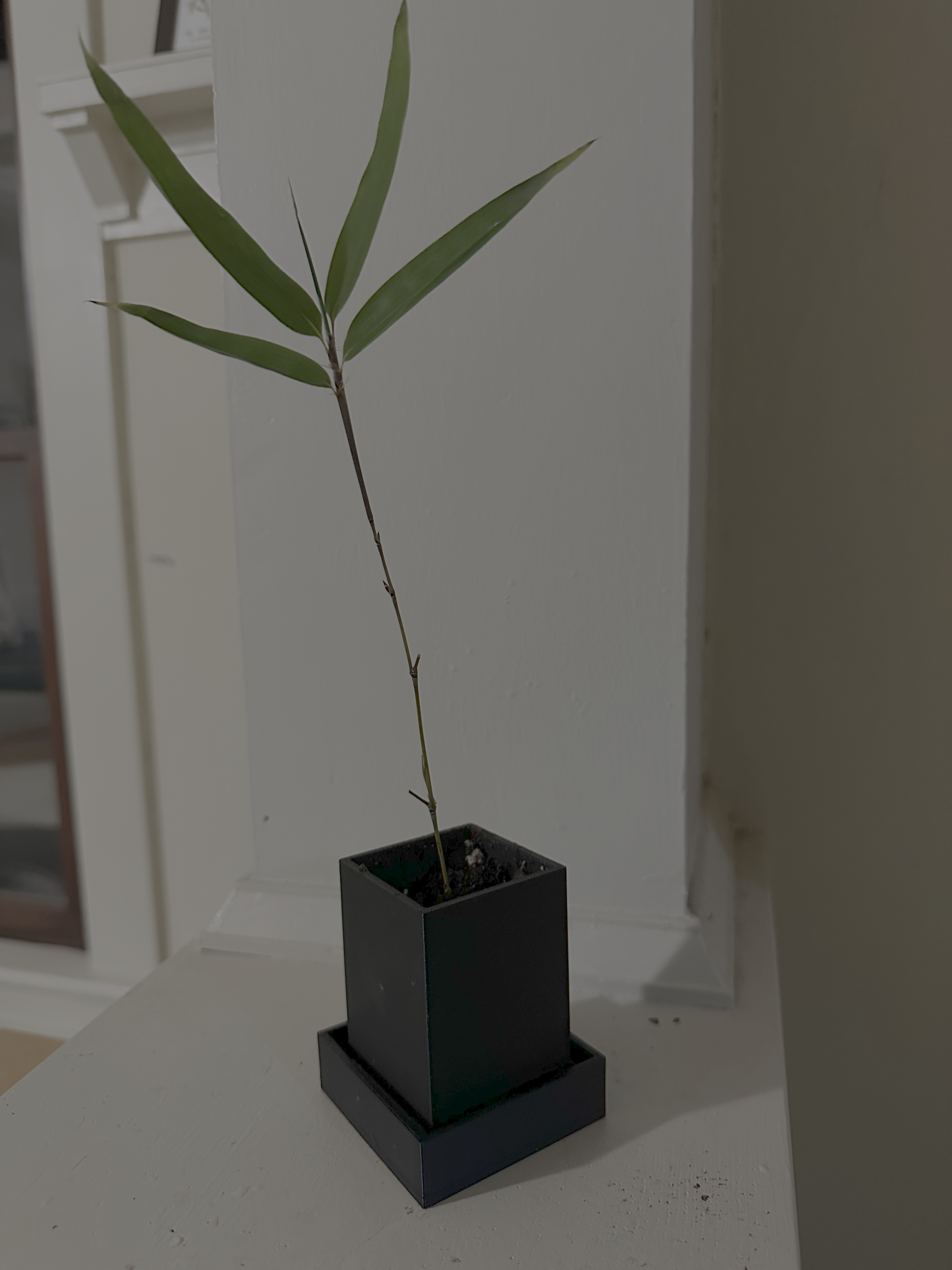 Extra Small Plant Pot and Tray