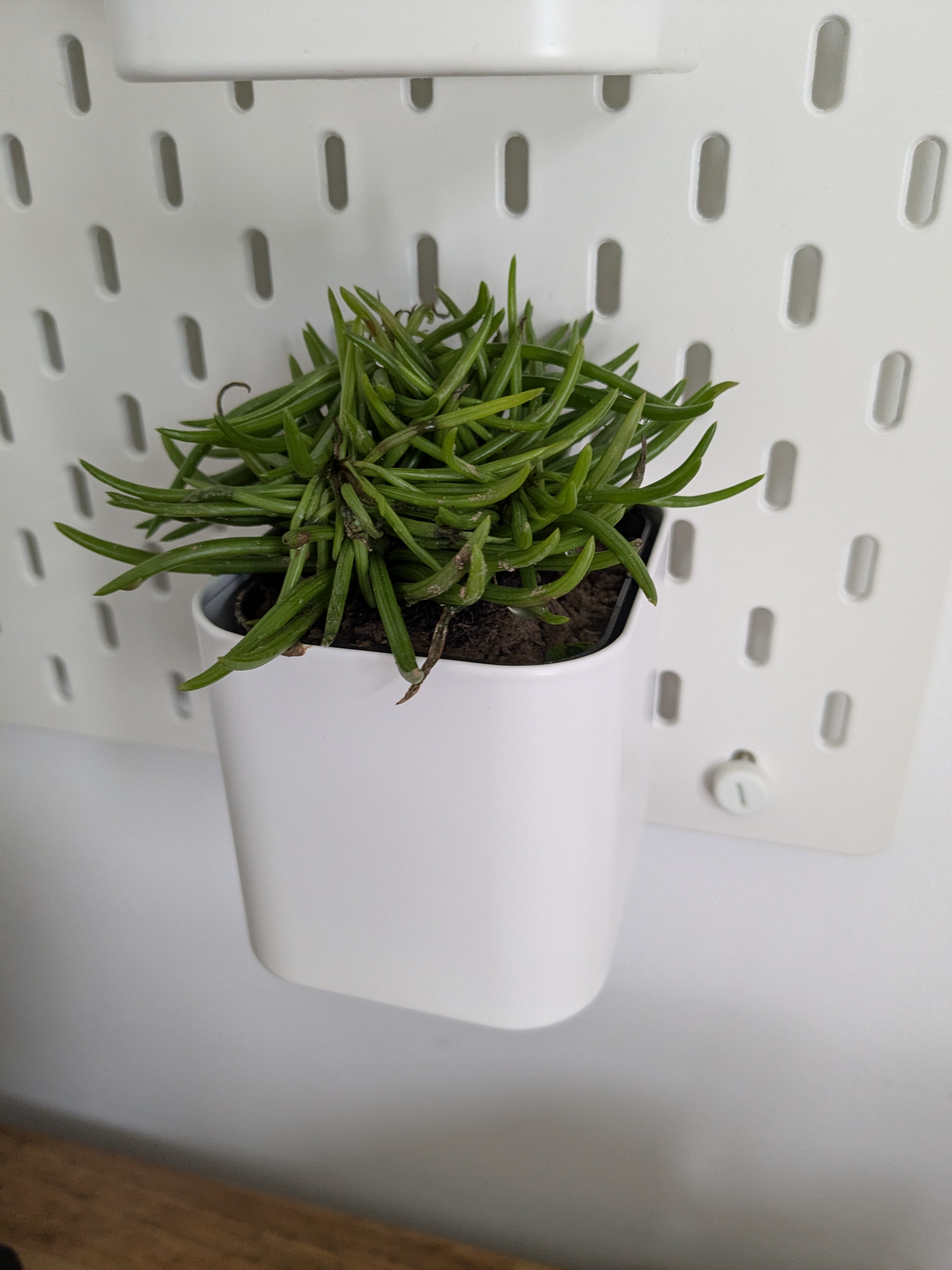 Ikea Skadis Plant Bucket