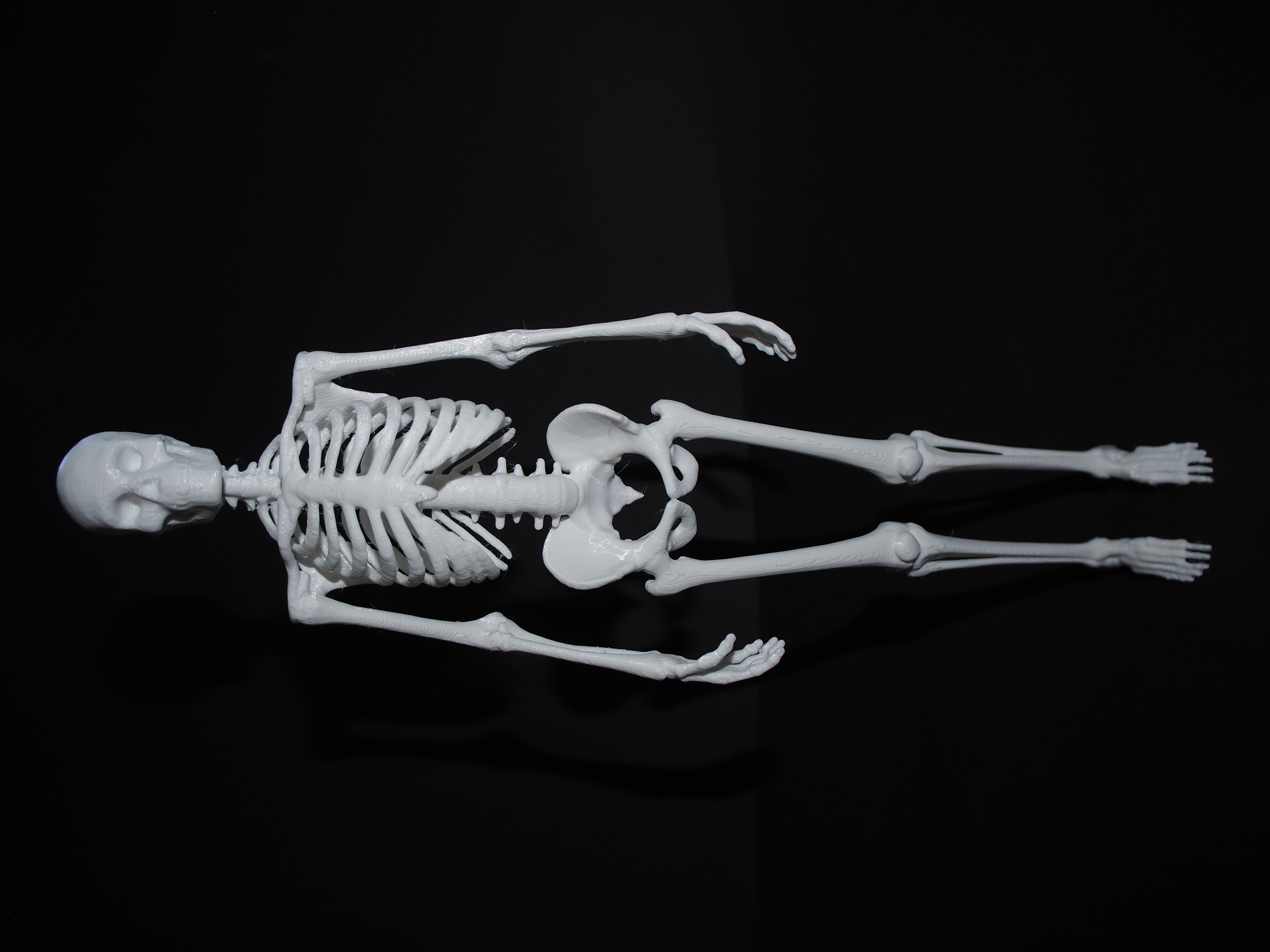 Skeleton