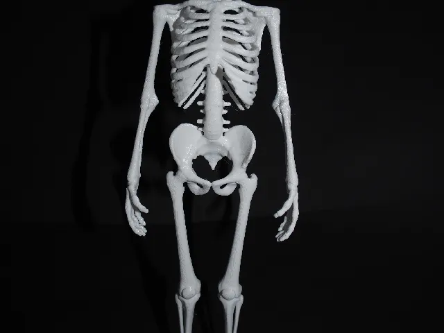 Skeleton