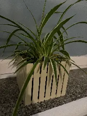 Vase ~ Raised Bed
