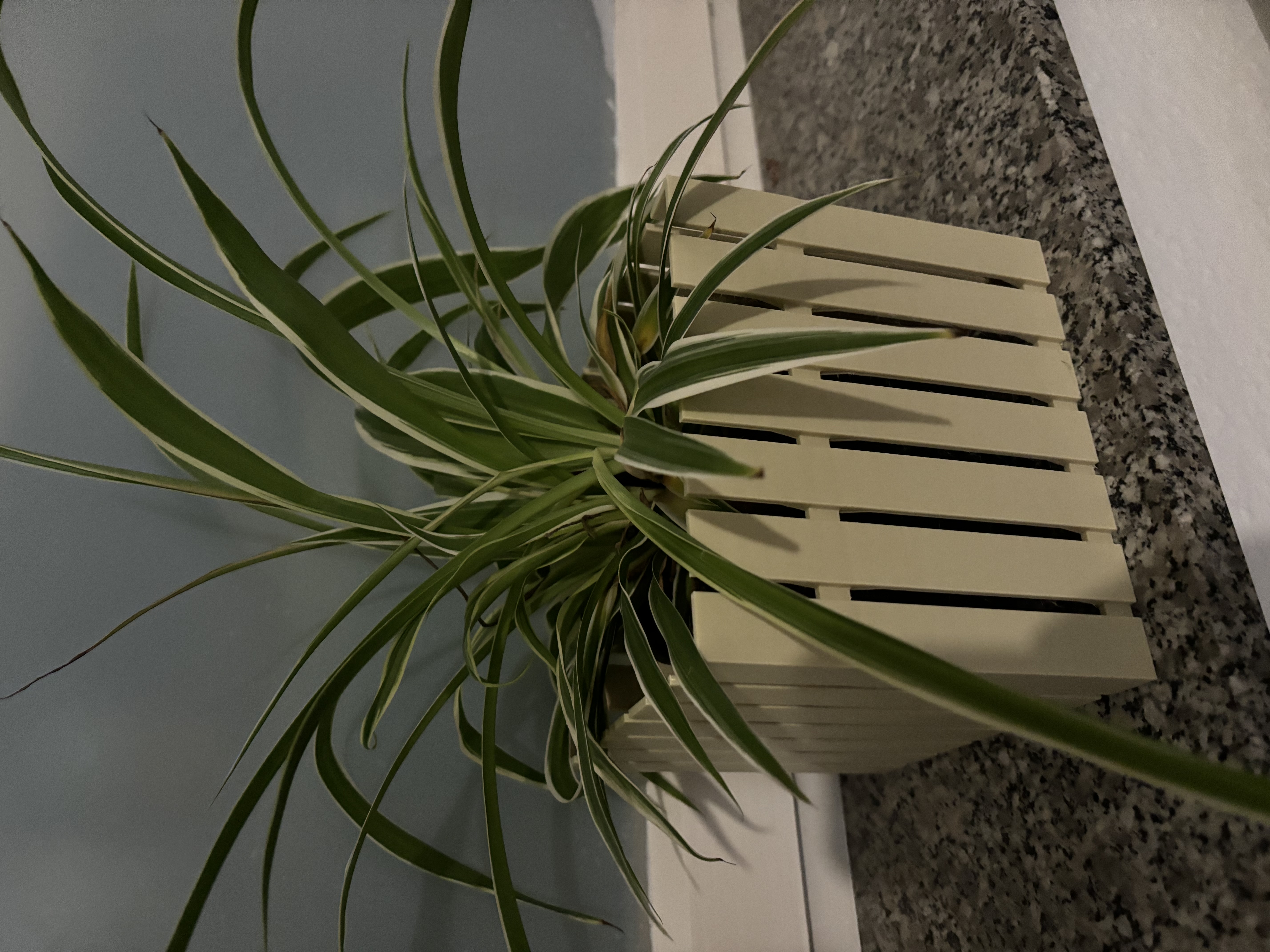 Vase ~ Raised Bed