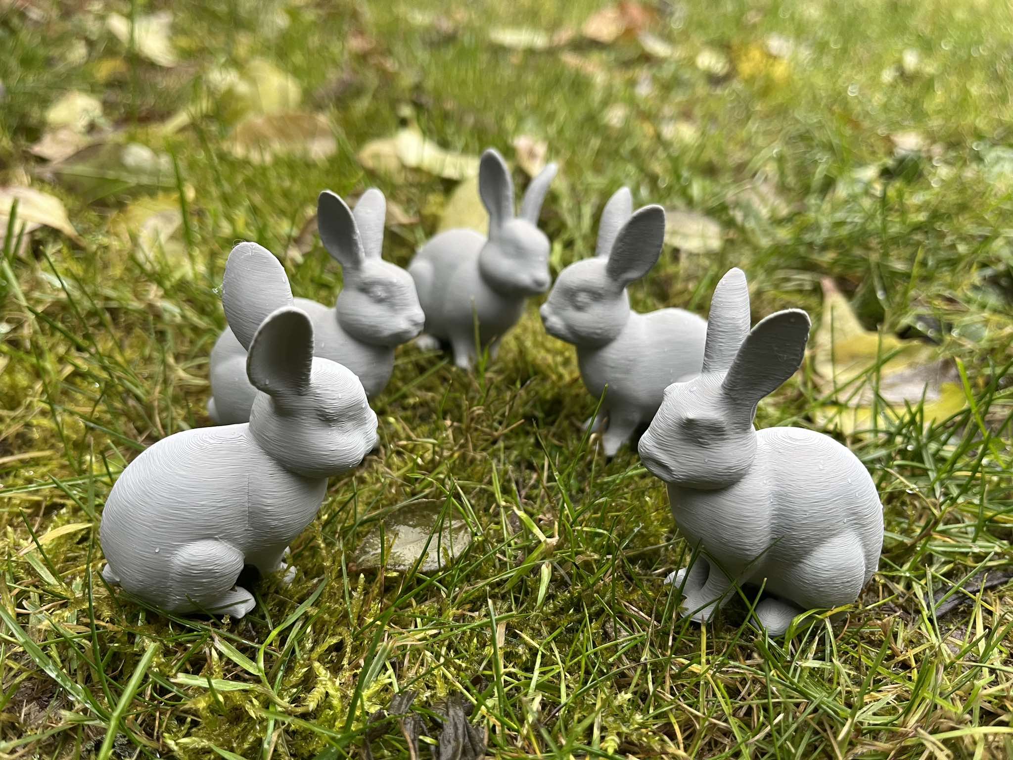 Cute domestic rabbits
