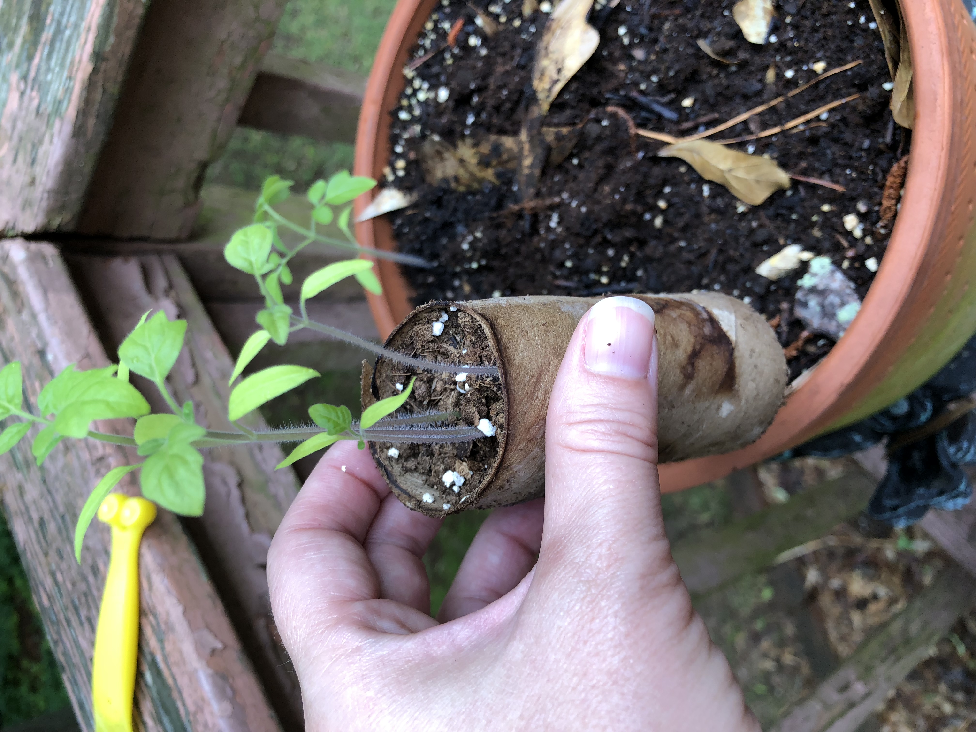 Seed Starter — miniatura 2