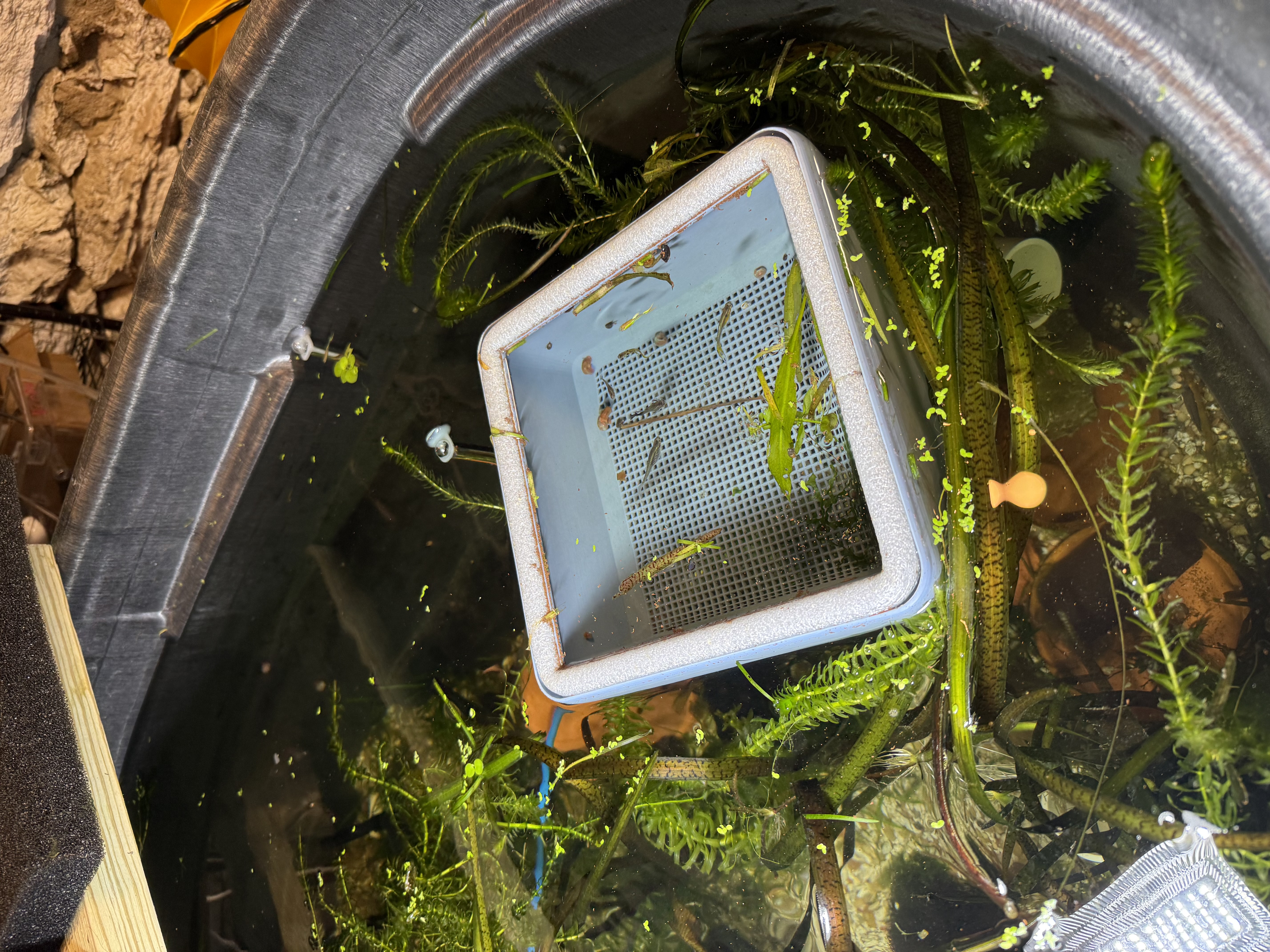Floating Breeder Box — miniatura 3