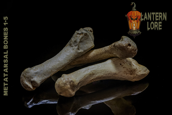 Metatarsal Bones 1-5 (Pre Supported)