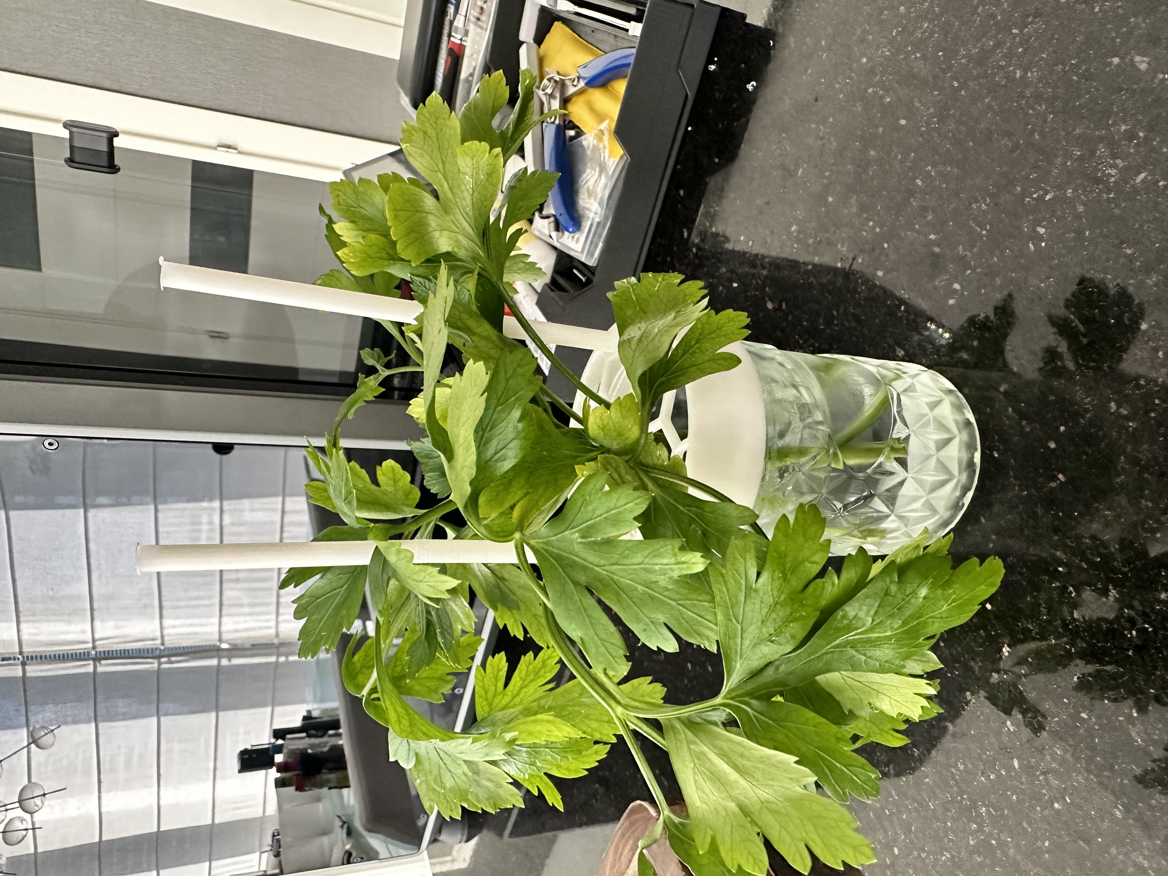 Mason Jar Fridge Herb