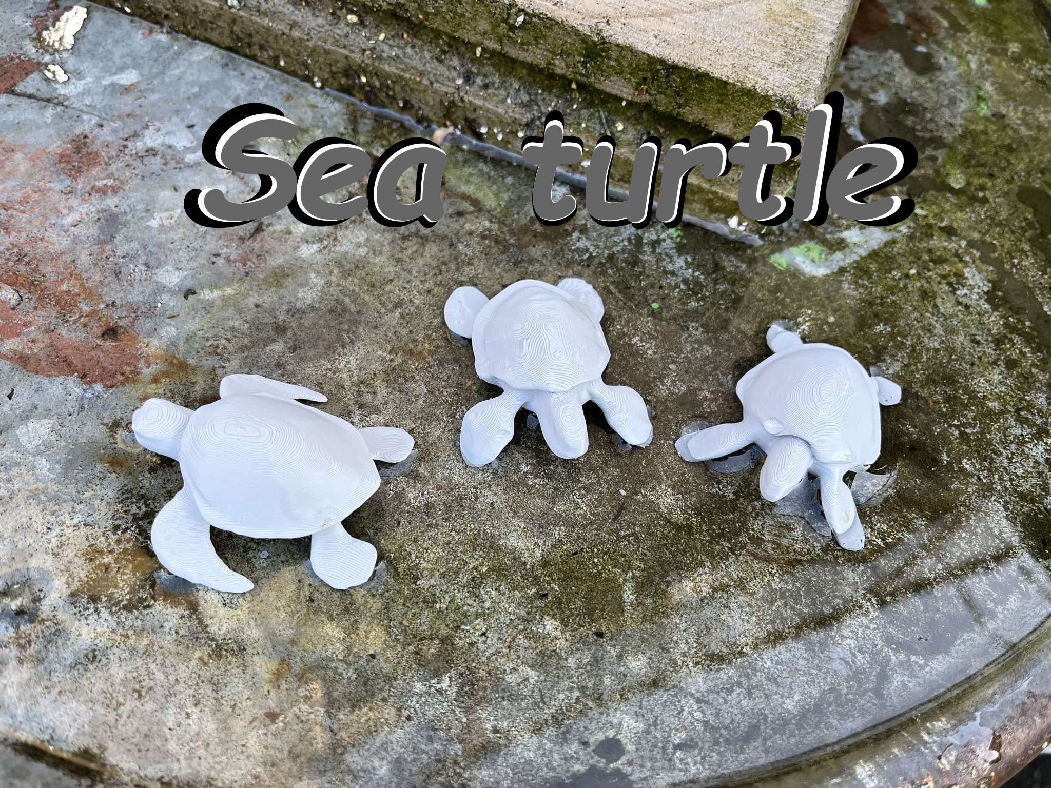 Sea turtle