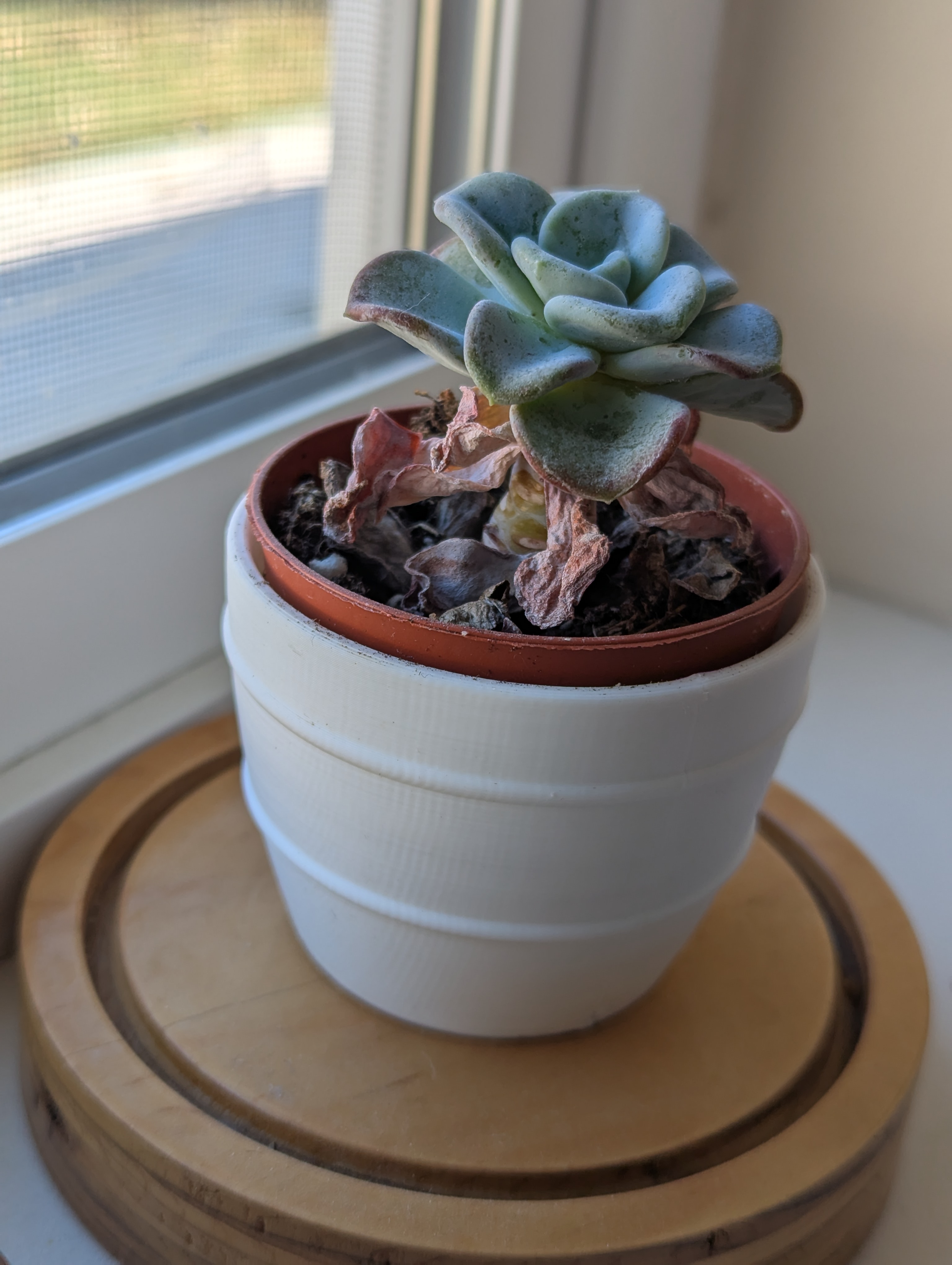 Cute Little Succulent Vase (63mm diameter)