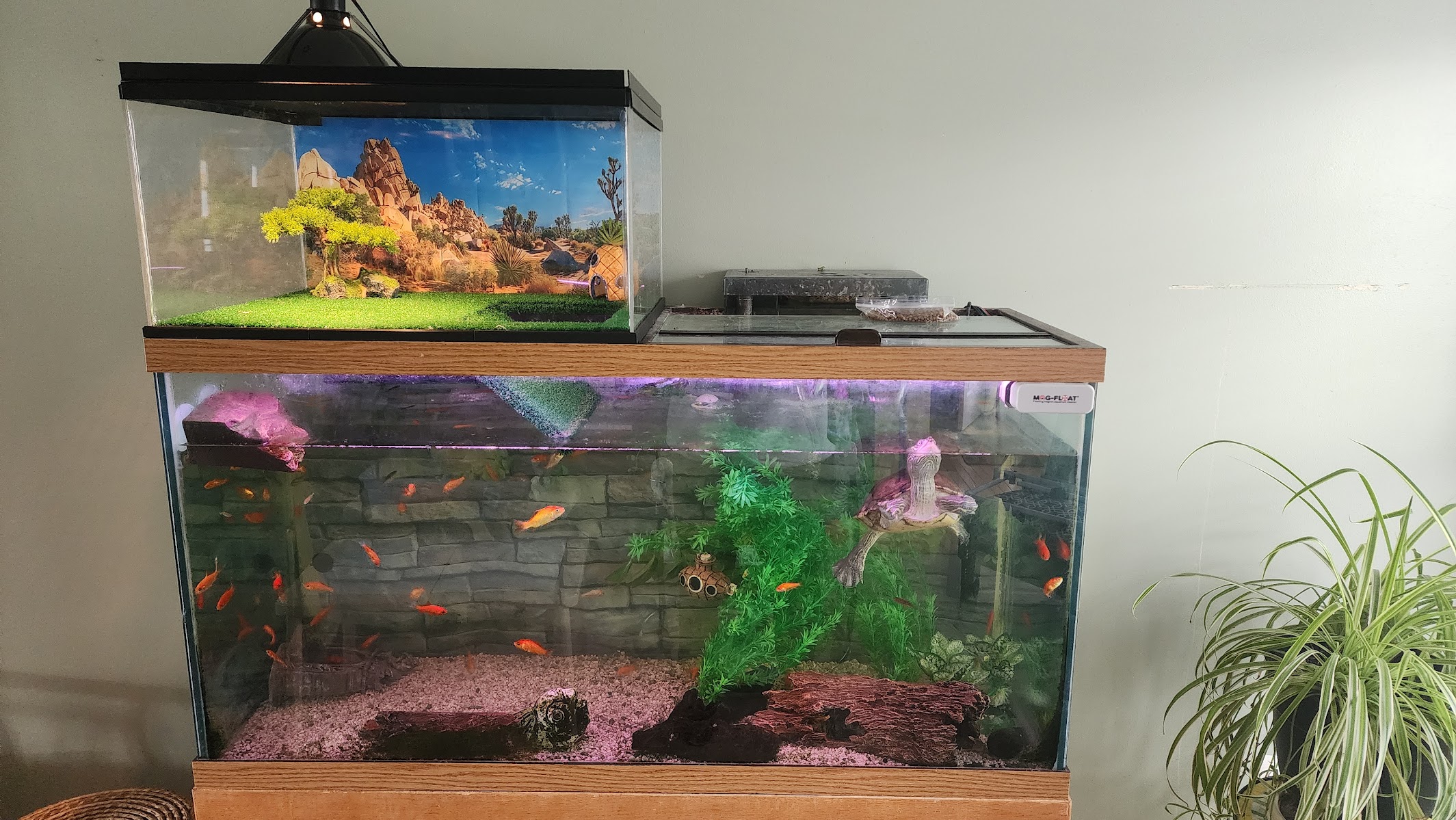 Turtle Tank Topper Dock Habitat