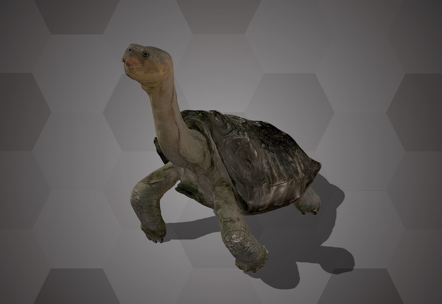 Abingdon Island Tortoise (NHMW-Zoo-HS 4196)