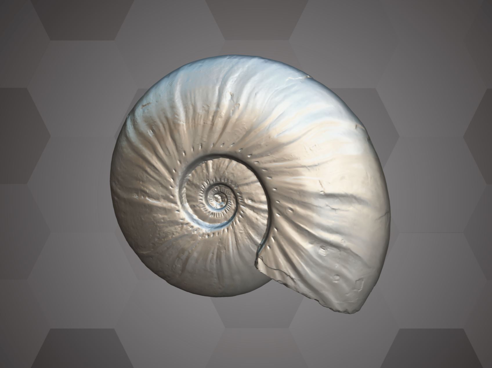 Madagascar Ammonite (NHMW-Geo 2021/0021/0001)