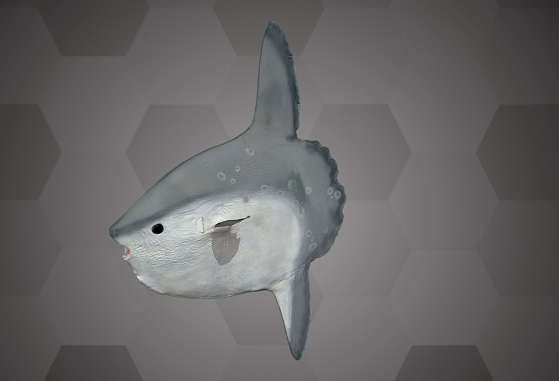Sunfish (NHMW-ZOO-FS 95124)
