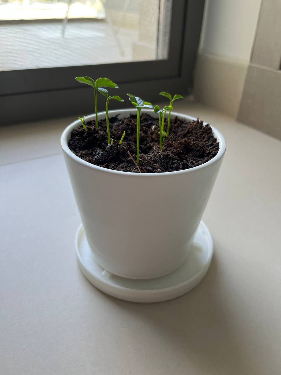 Stable Plant Pot Saucer / Dish / Plate
