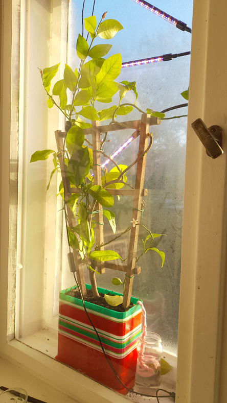 Planter for windows
