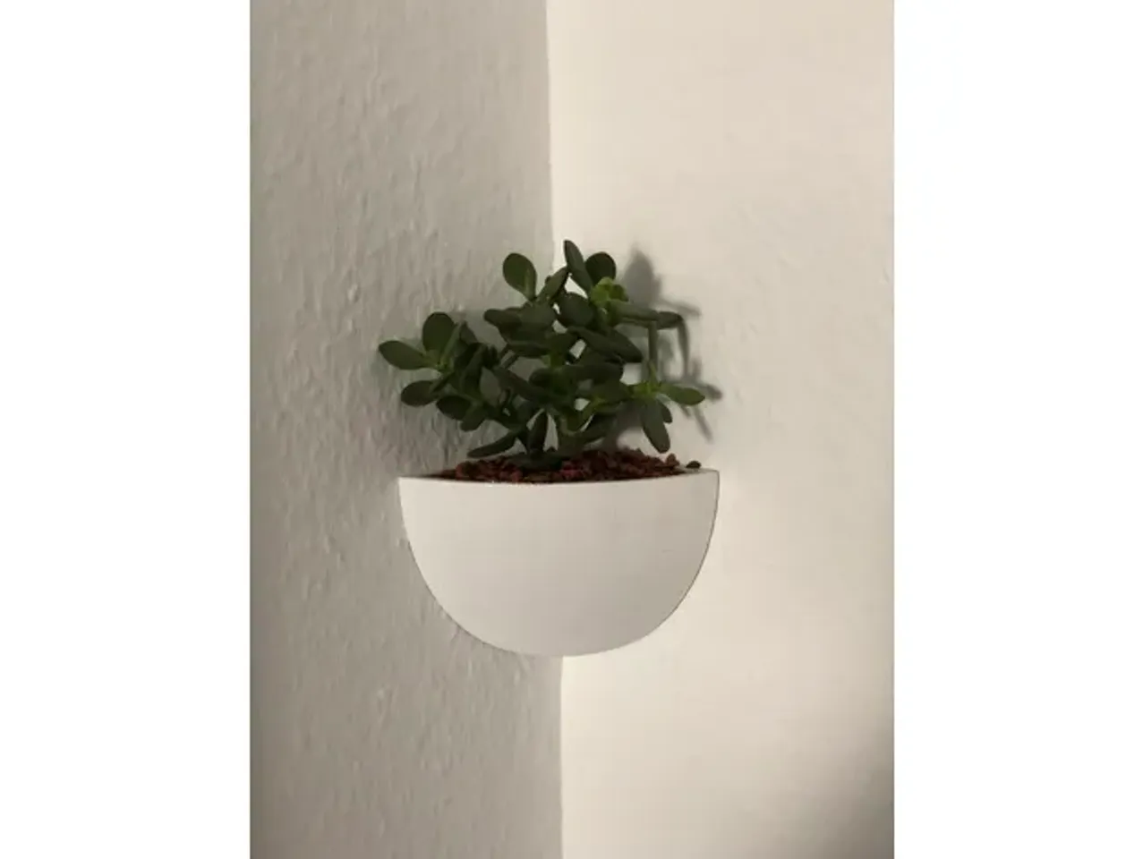 aquarium pothos plant Pothos Plant for Aquarium for Sale | Aquarium-Safe