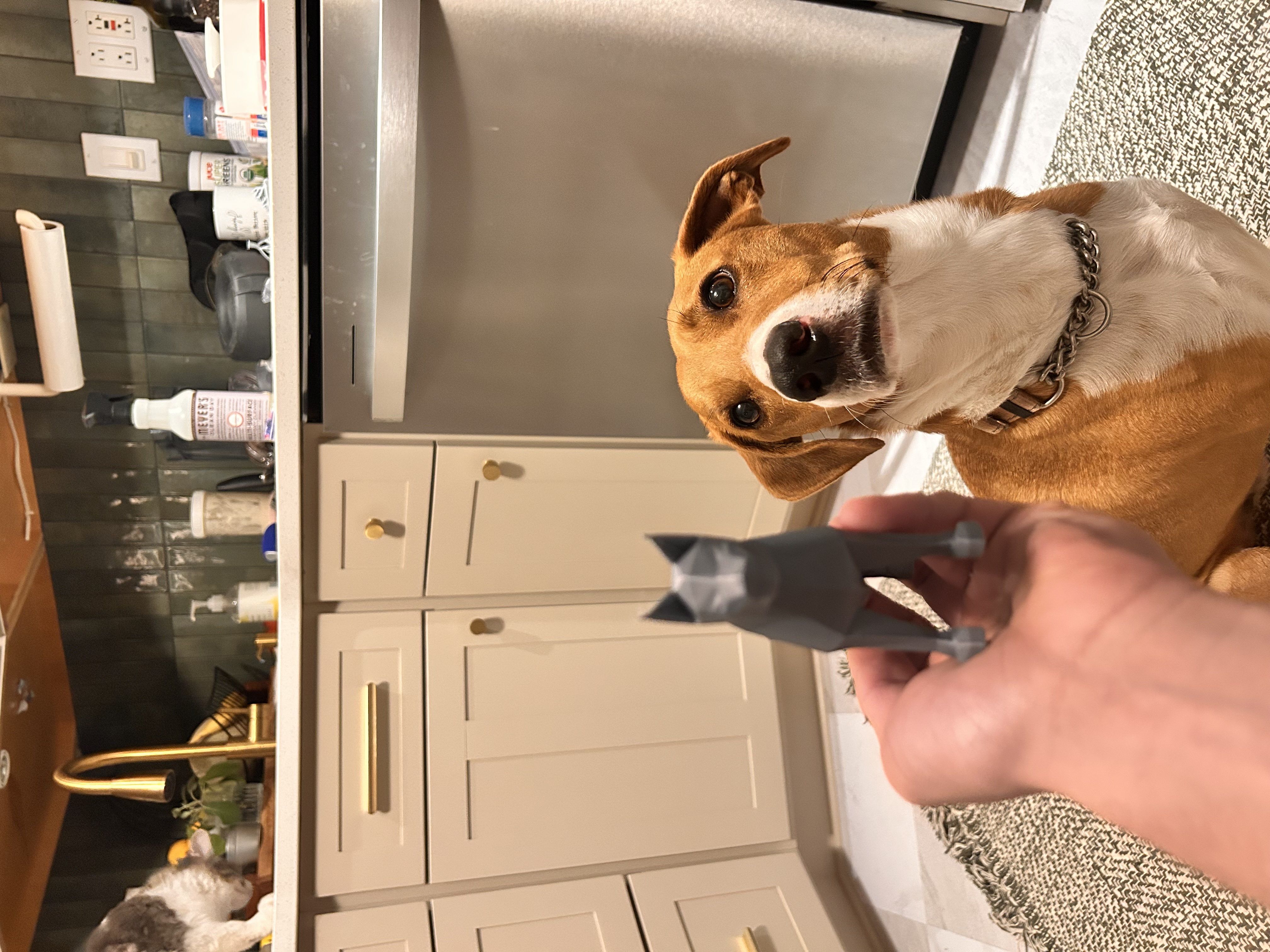 Louie the Low Poly Dog