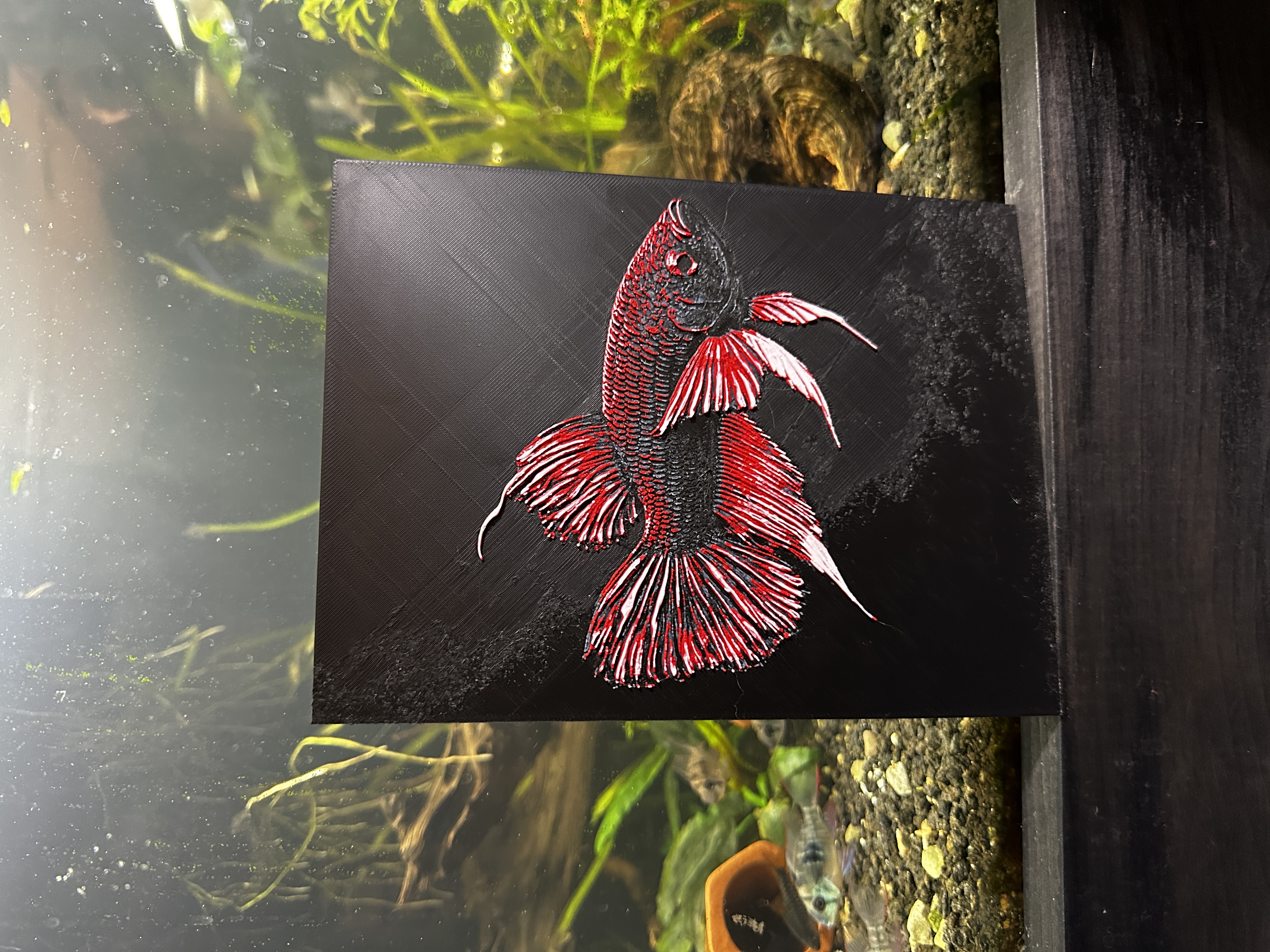 Alien Hybrid Betta | HueForge