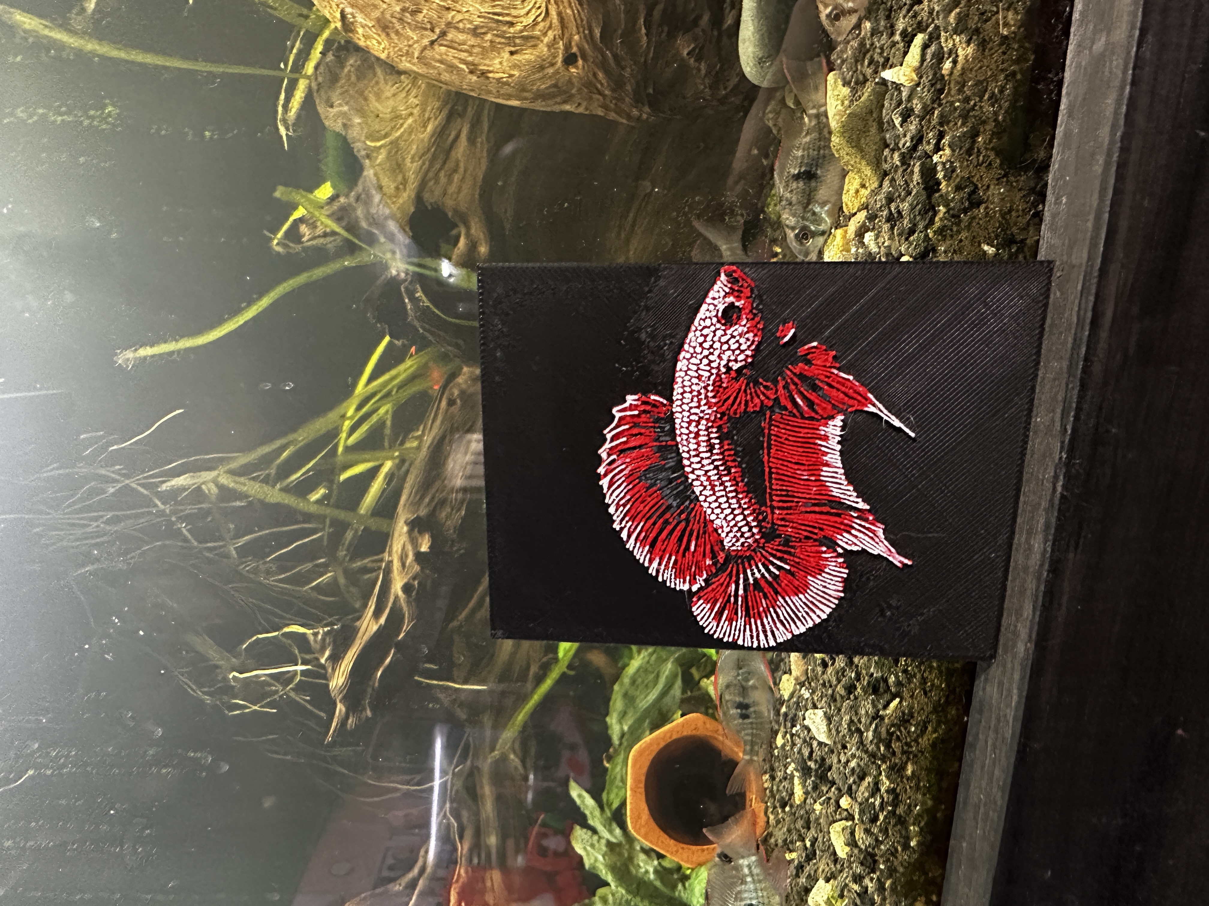 Crowntail Betta | HueForge