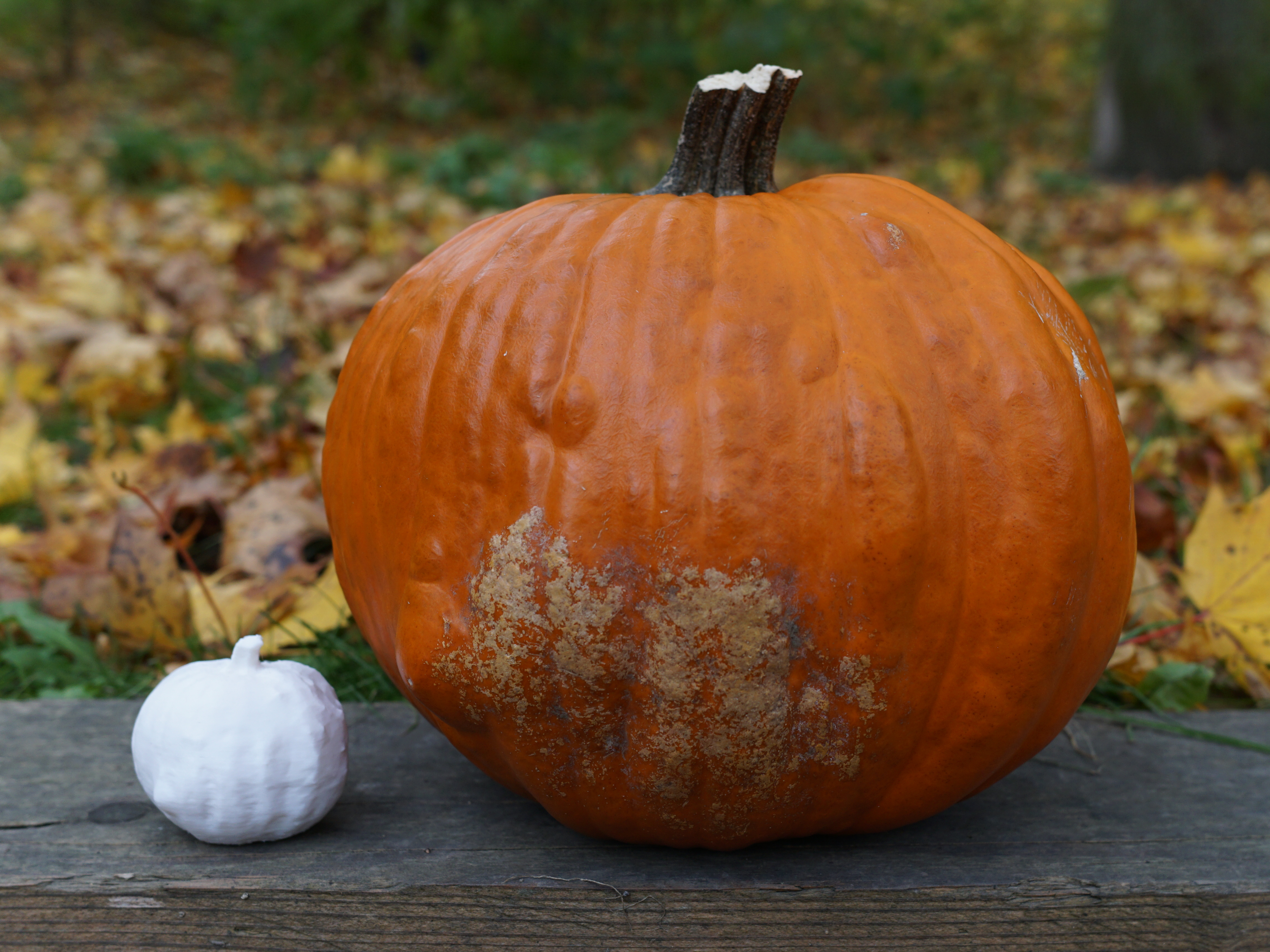 Pumpkin (photogrammetry)