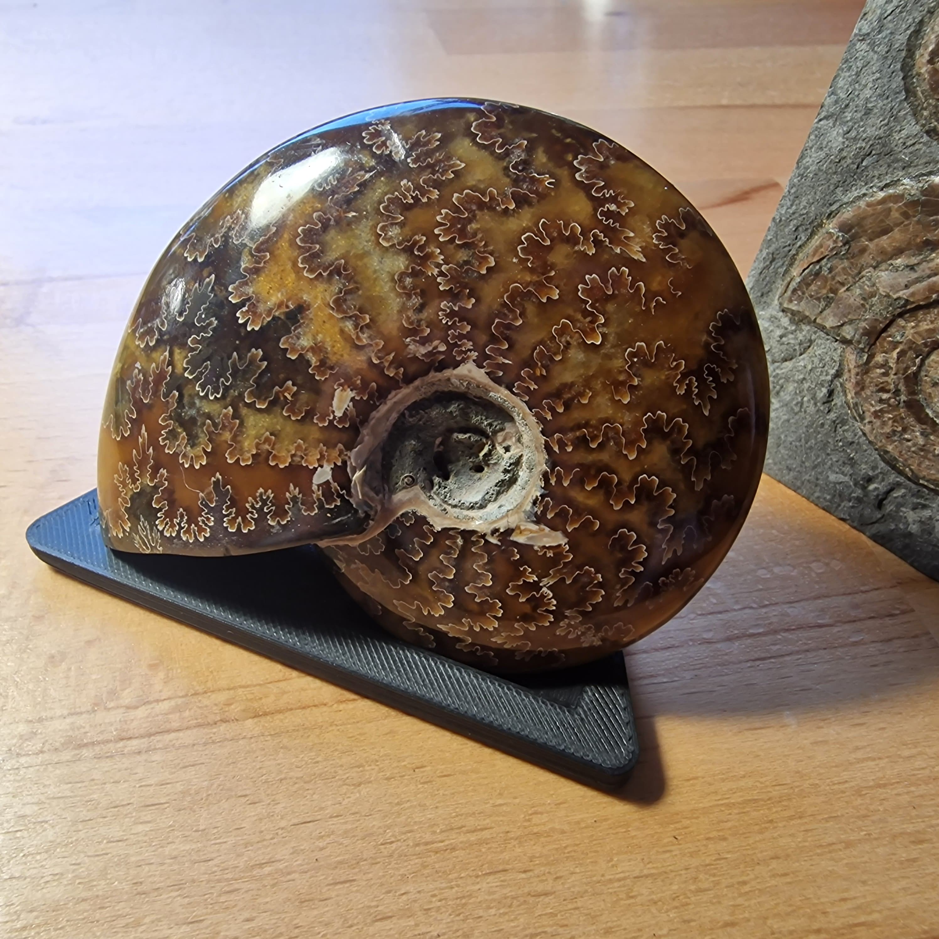 Fossil Stand