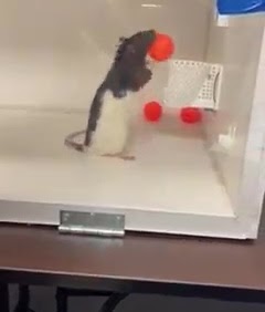 Rat Basketball 3D Print Operant Chamber Files