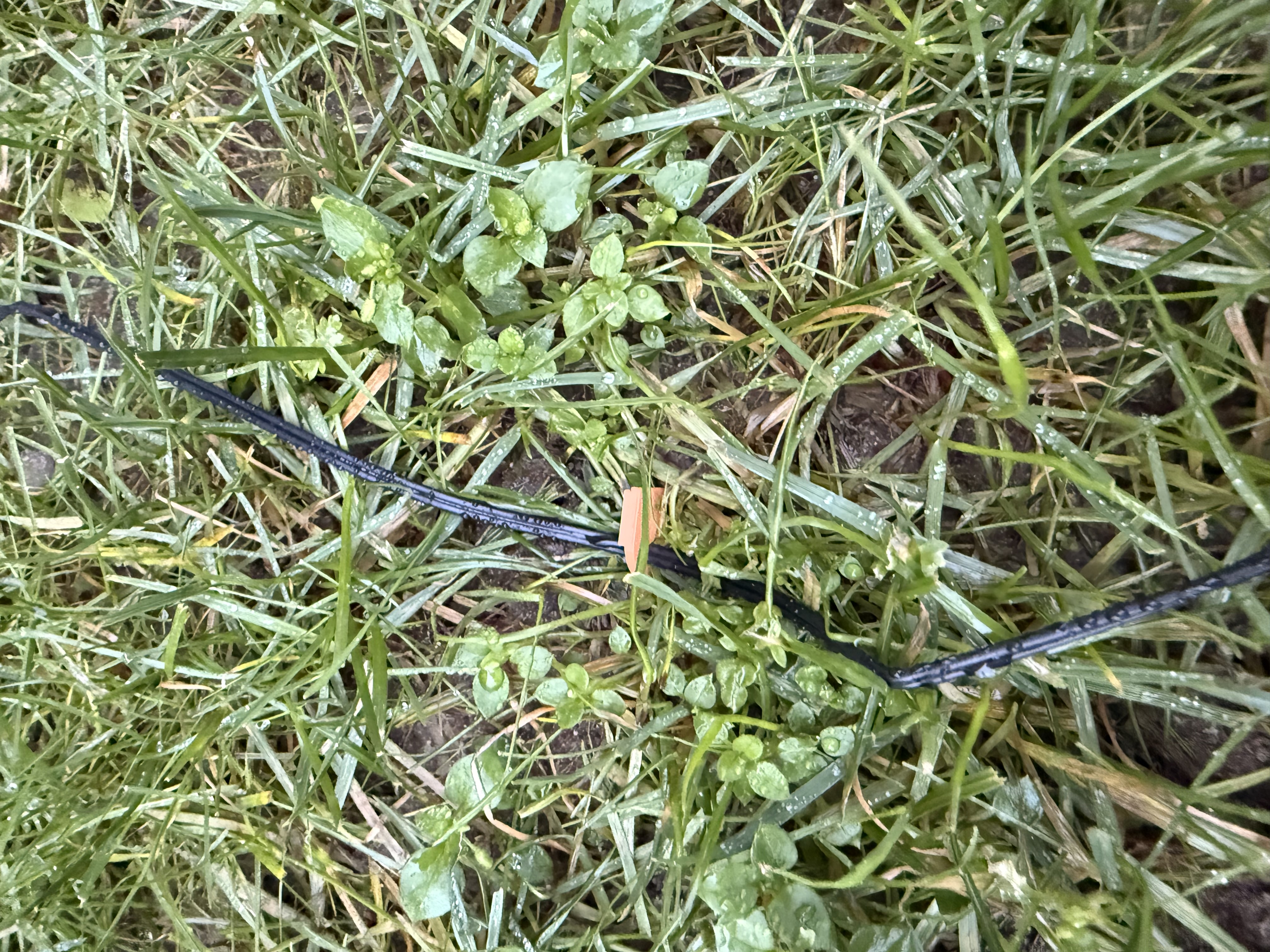 Small peg for cables in grass — miniatura 4
