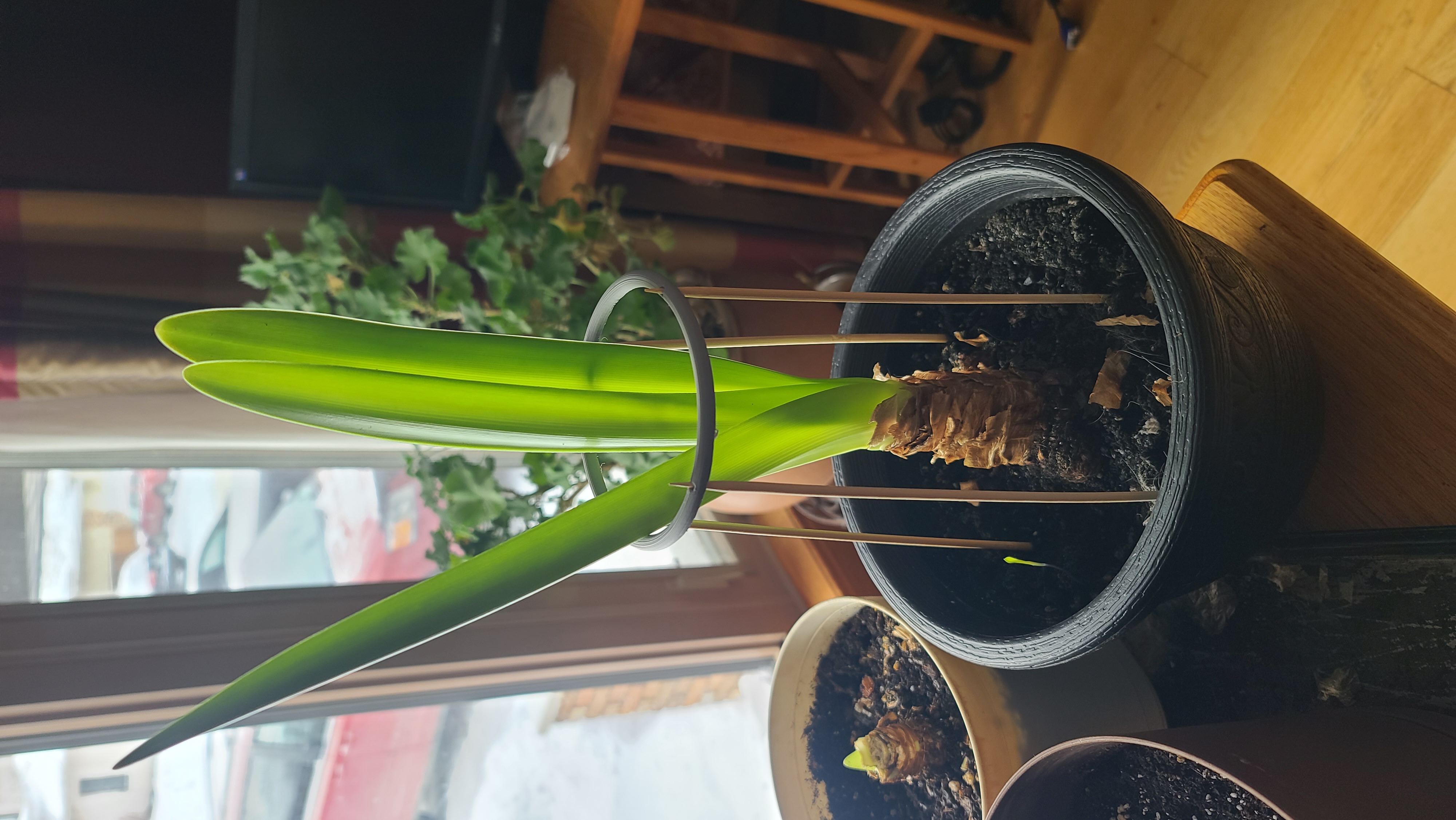 Amaryllis Support Ring
