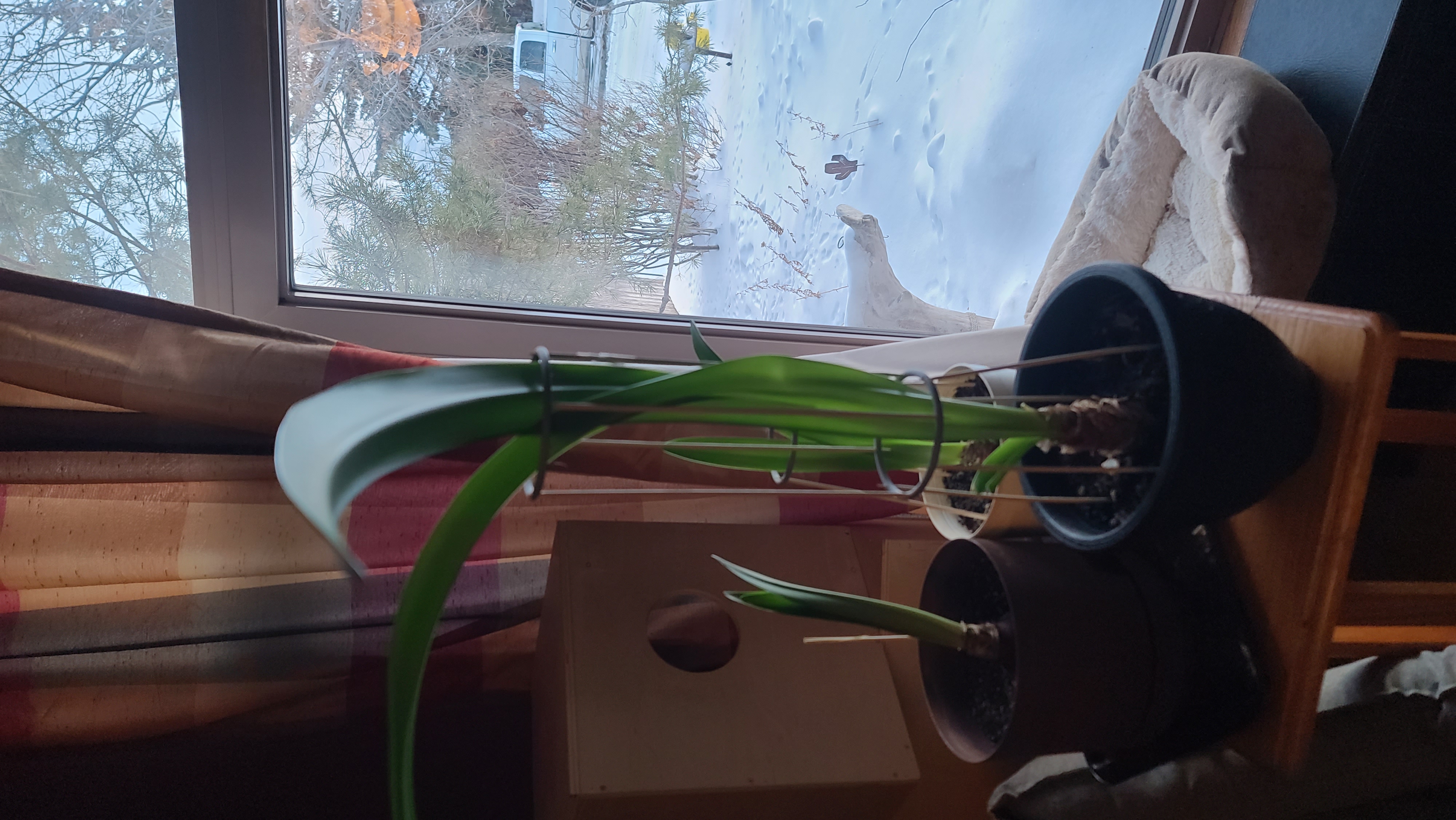 Amaryllis Support Ring — thumbnail 2