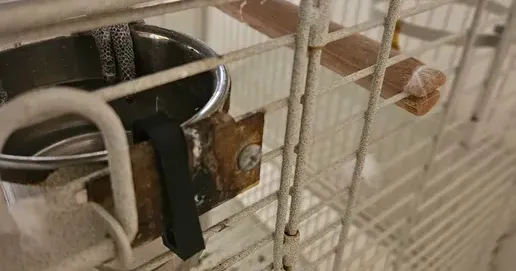 Lock cage african grey parrots by moalomar | Download free STL model ...