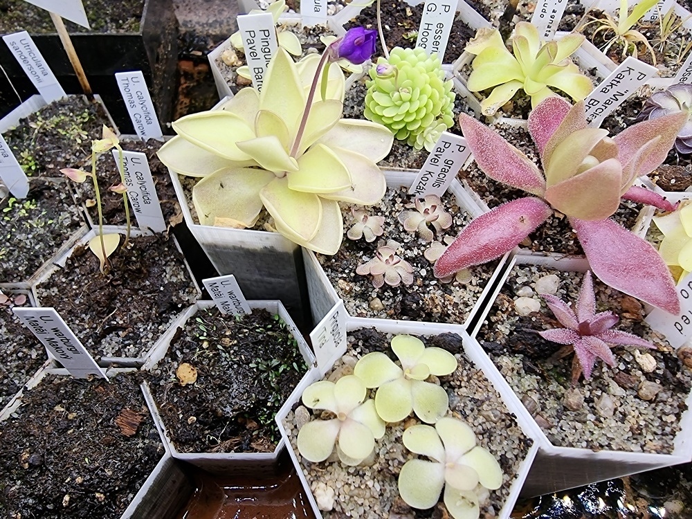 Pots — miniatura 7