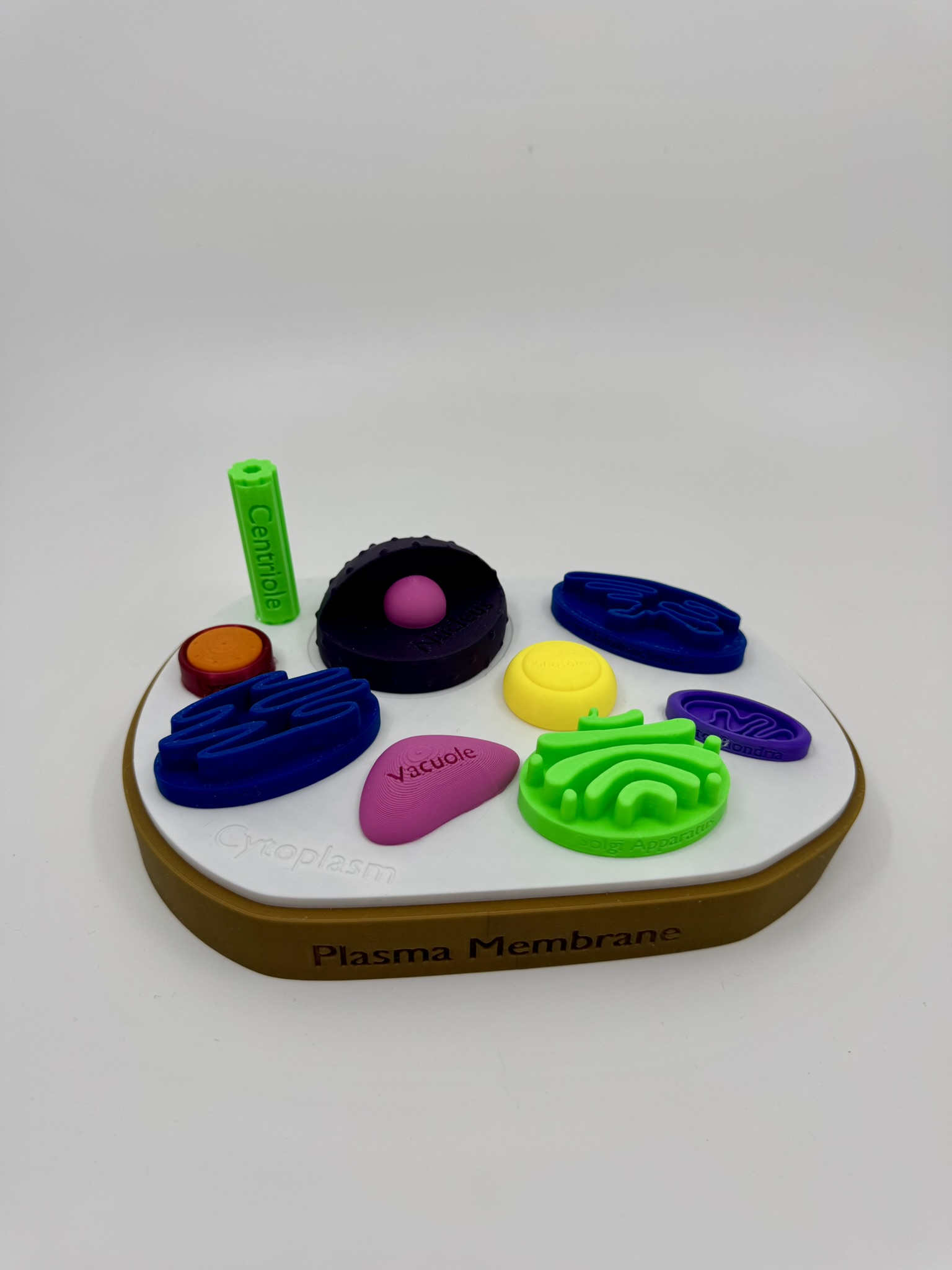 Animal Cell Model w/ Labels by Polymaker Education | Download free STL ...