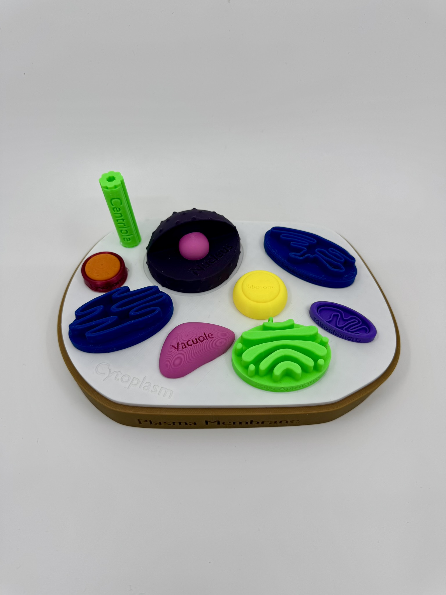 Animal Cell Model w/ Labels