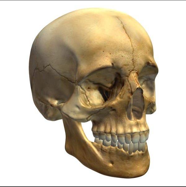 Skull Head