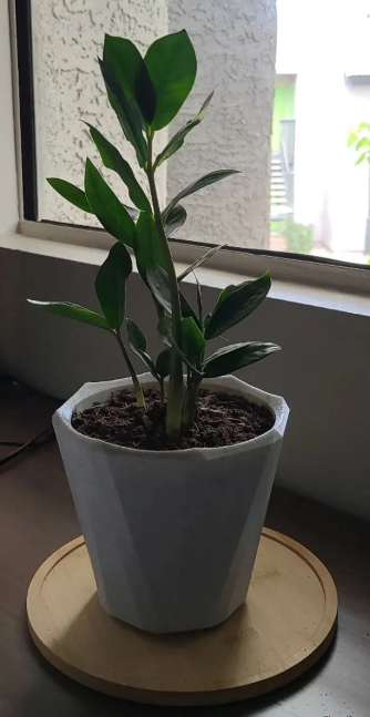 basic plant pot