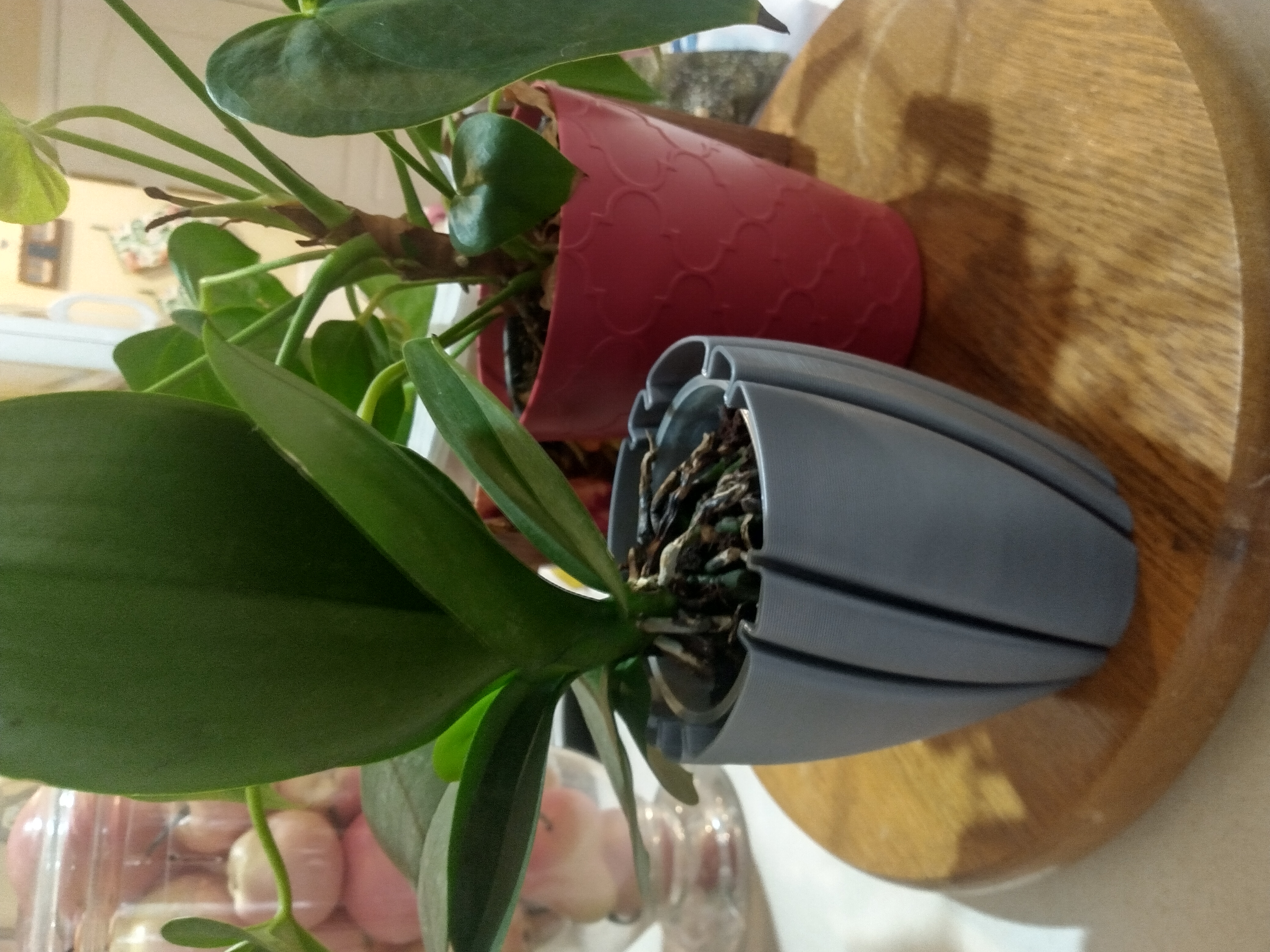 Miniatura 2 do modelo 3D Orchid Pot
