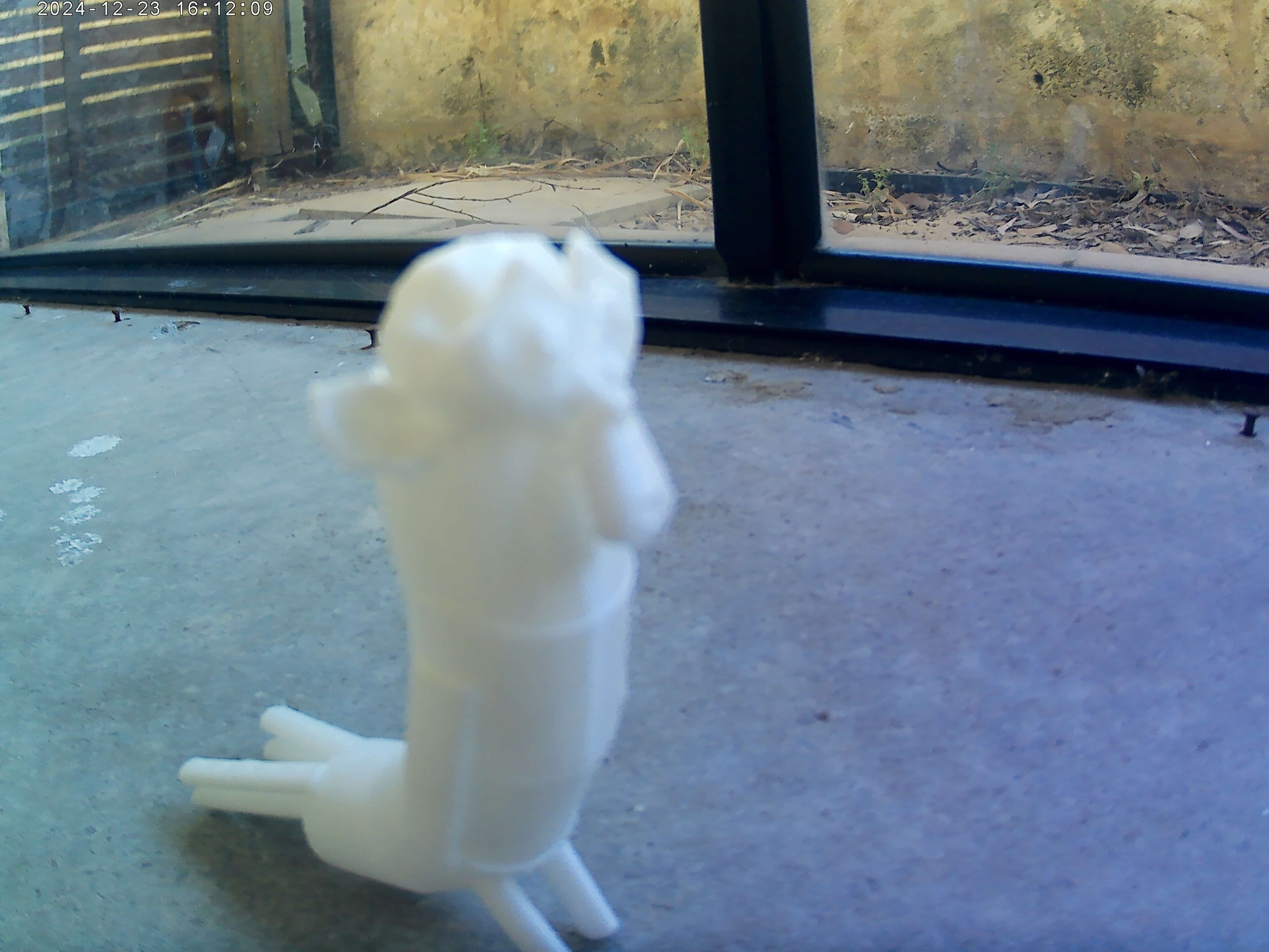 Monkey Budgie