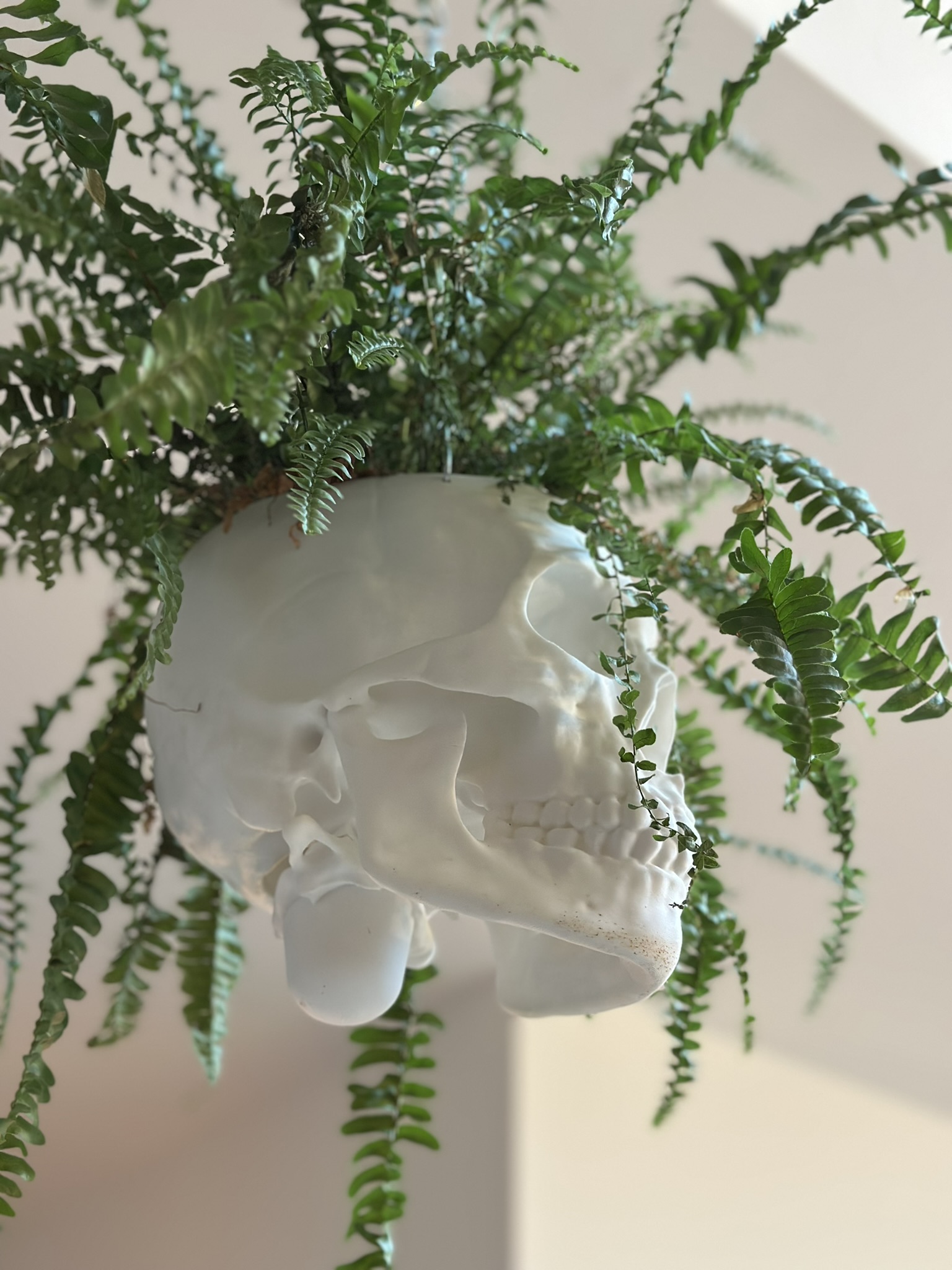 Miniatura 5 do modelo 3D Human Skull Hang Planter