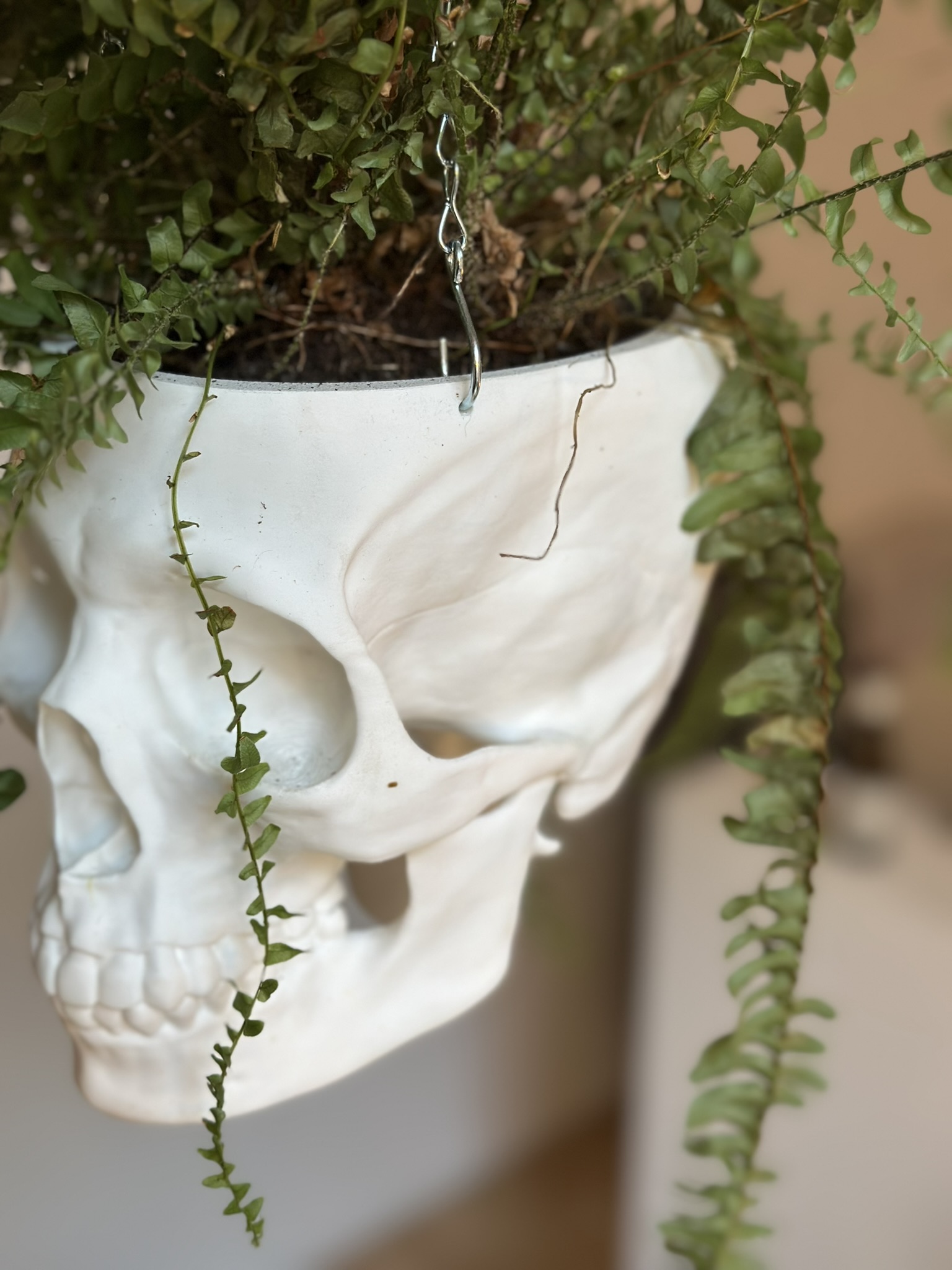 Miniatura 2 do modelo 3D Human Skull Hang Planter