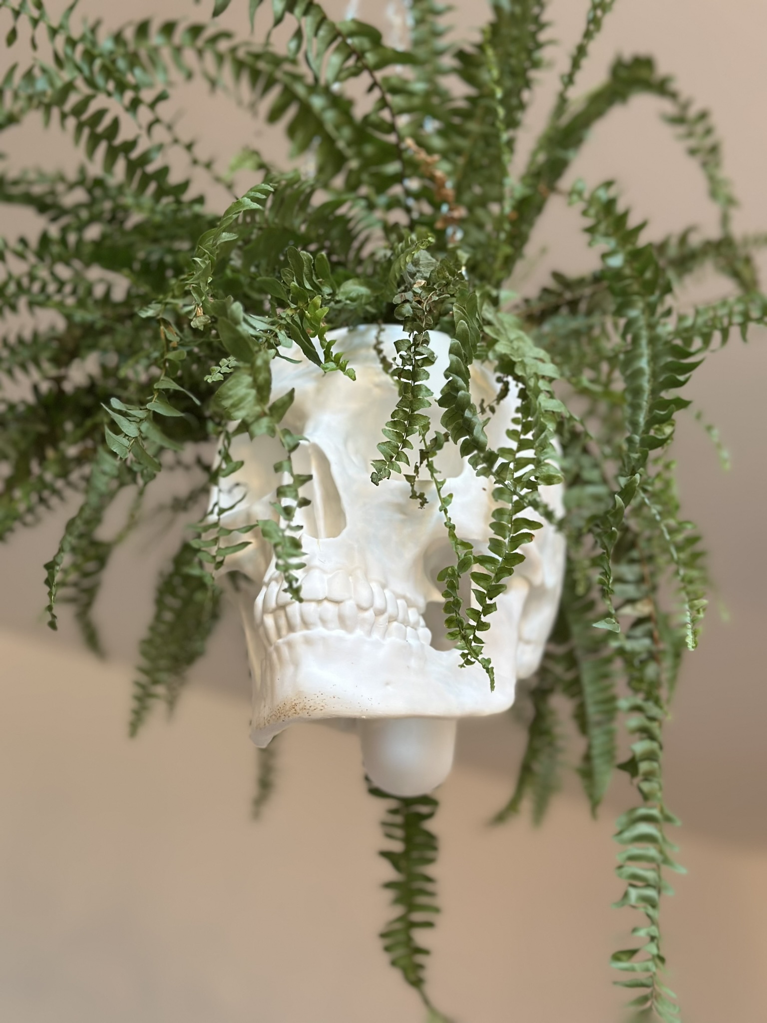 Human Skull Hang Planter