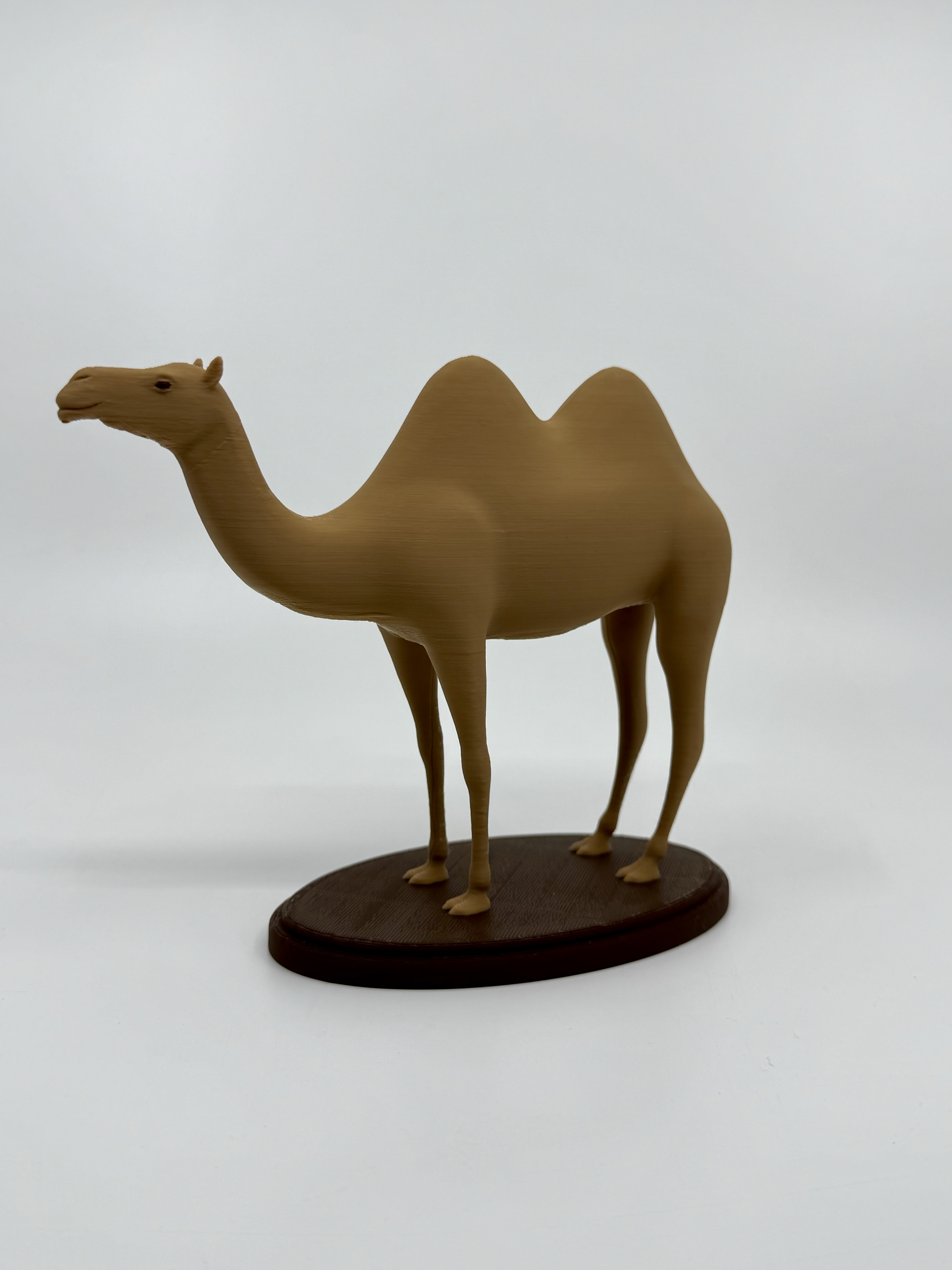 Camel