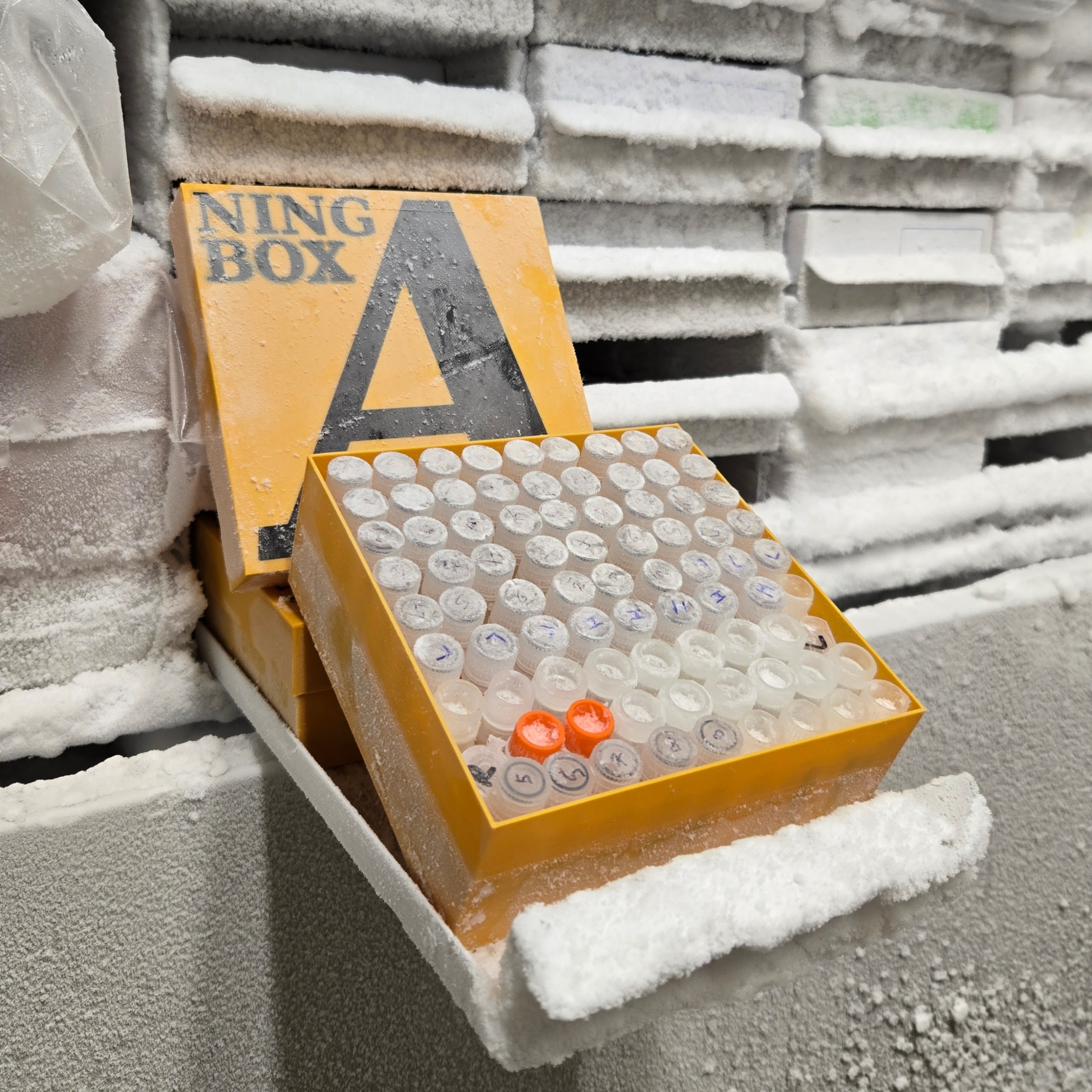 Cryobox, 81-slot (aka freezer box)