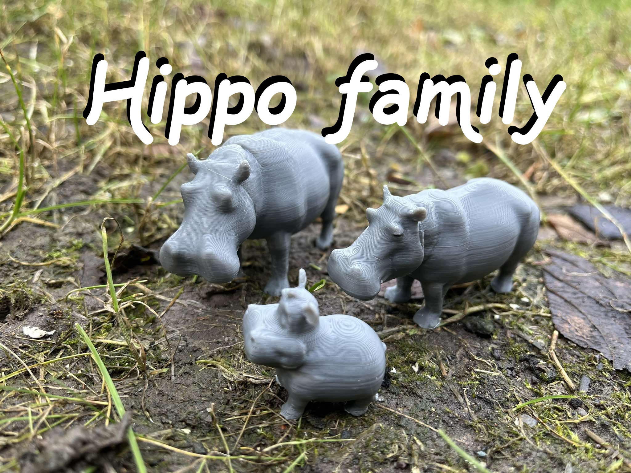 Hippo family