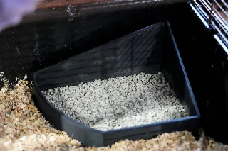 Sand bathtub for Rodents