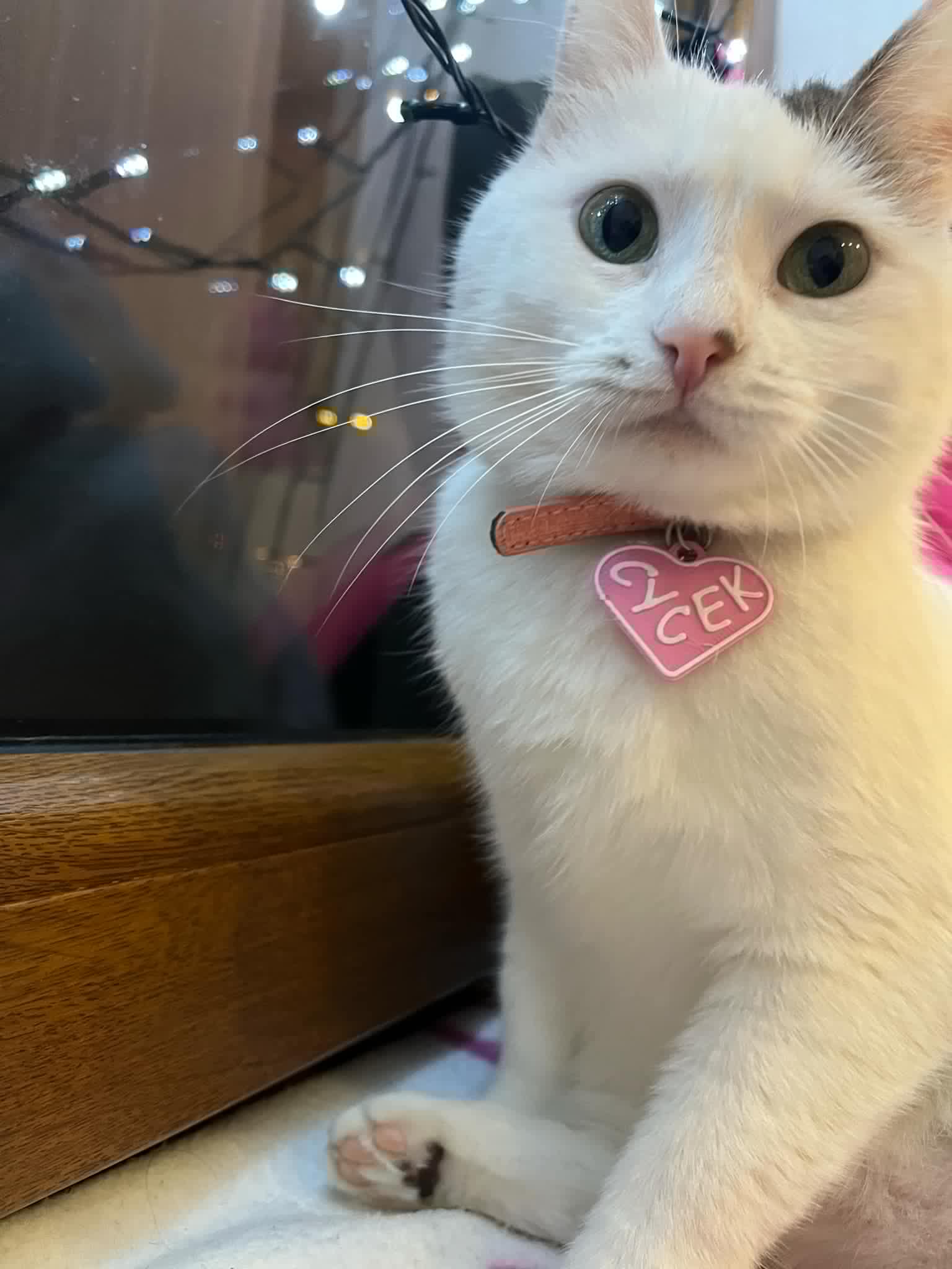 customizable heart shaped pet tag for a cat dog parrot idk