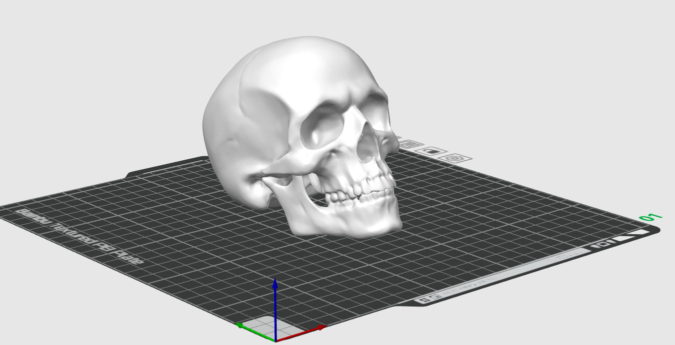 Schädel, menschlicher Schädel, anatomisch korrekt, anatomically correct human skull