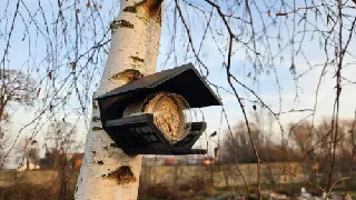Bird feeder jar