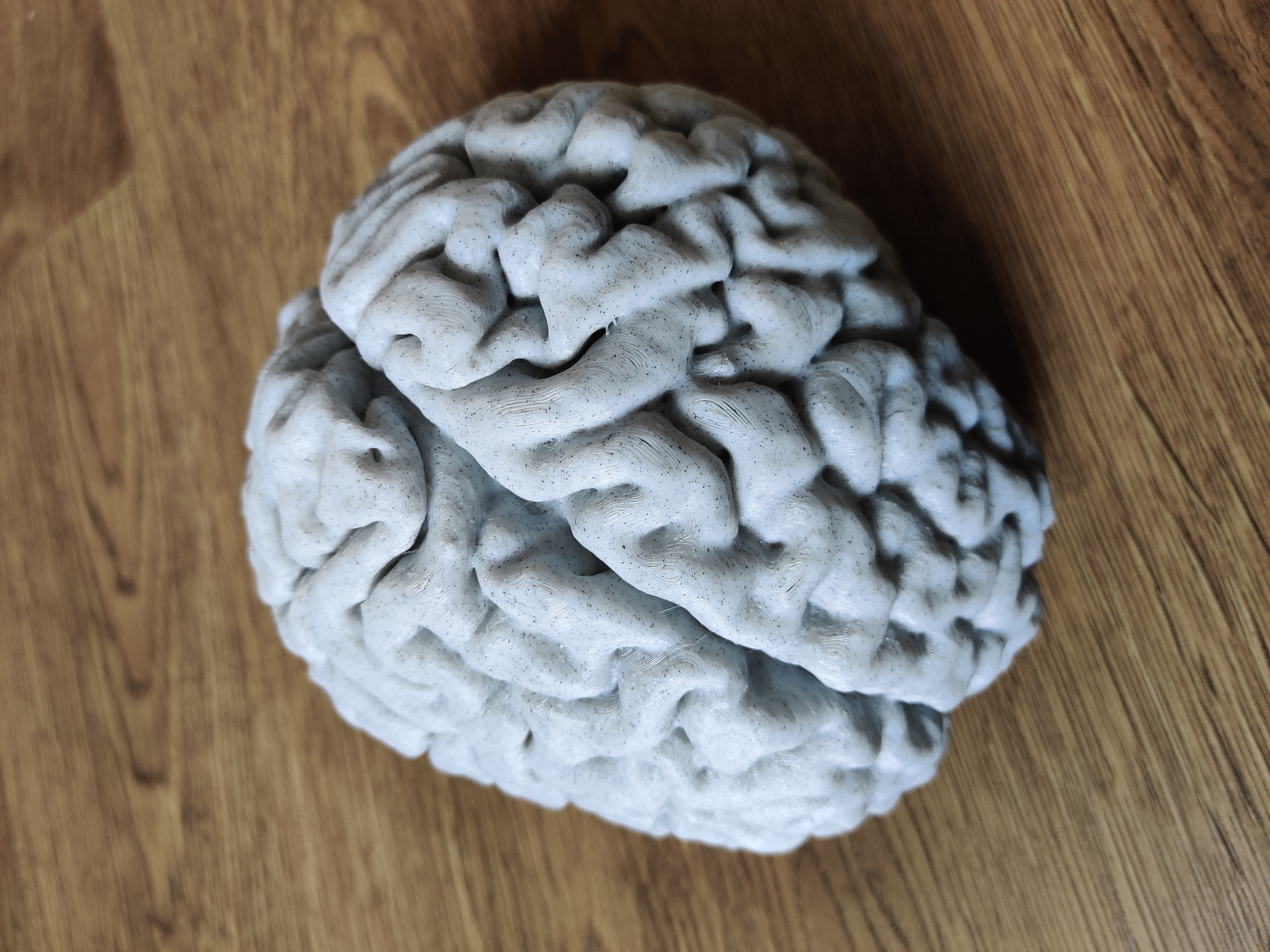 Real human brain from MRI scan