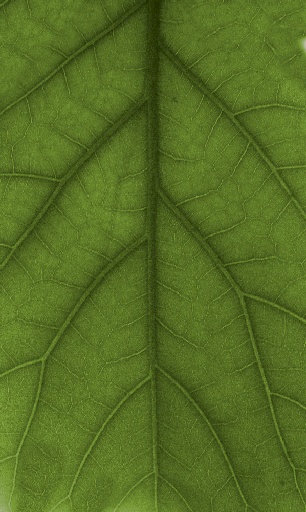 Proid — thumbnail 20